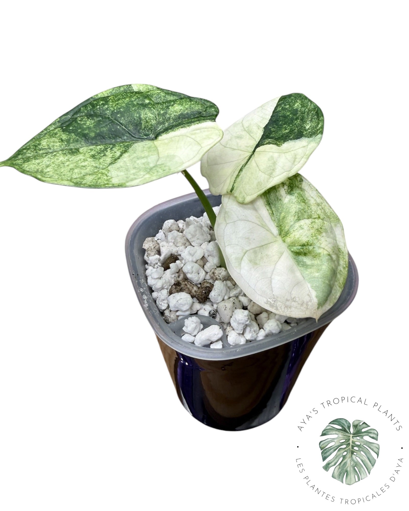 Alocasia Aegis Menthe Panachée