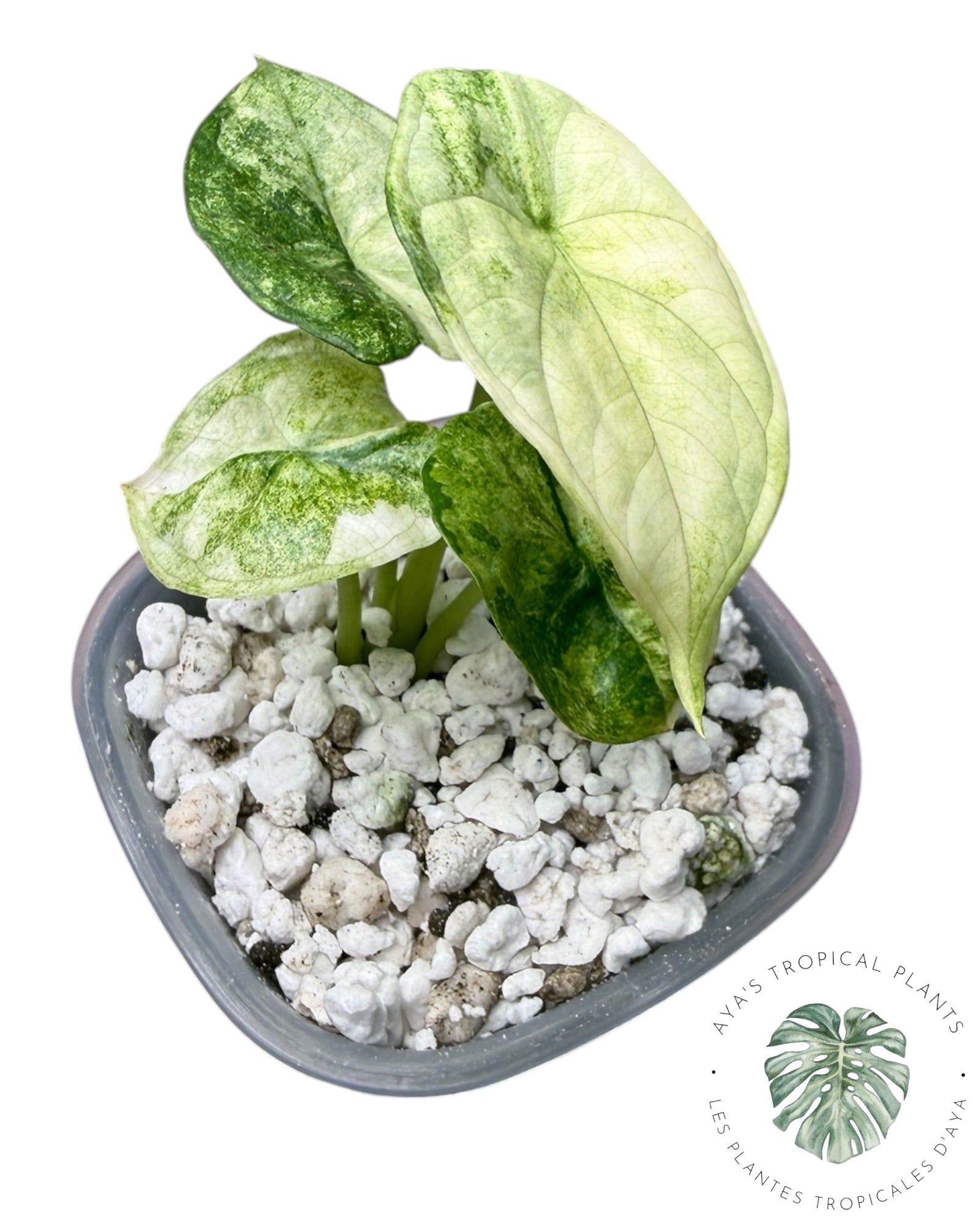 Alocasia Aegis Menthe Panachée