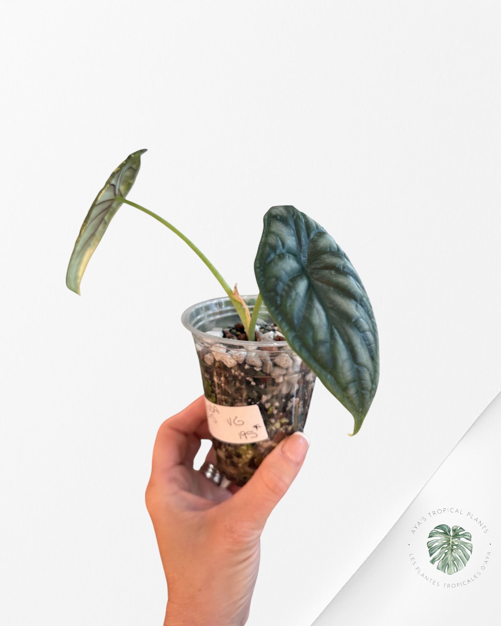 Alocasia baginda 'Dragon Scale' Panaché
