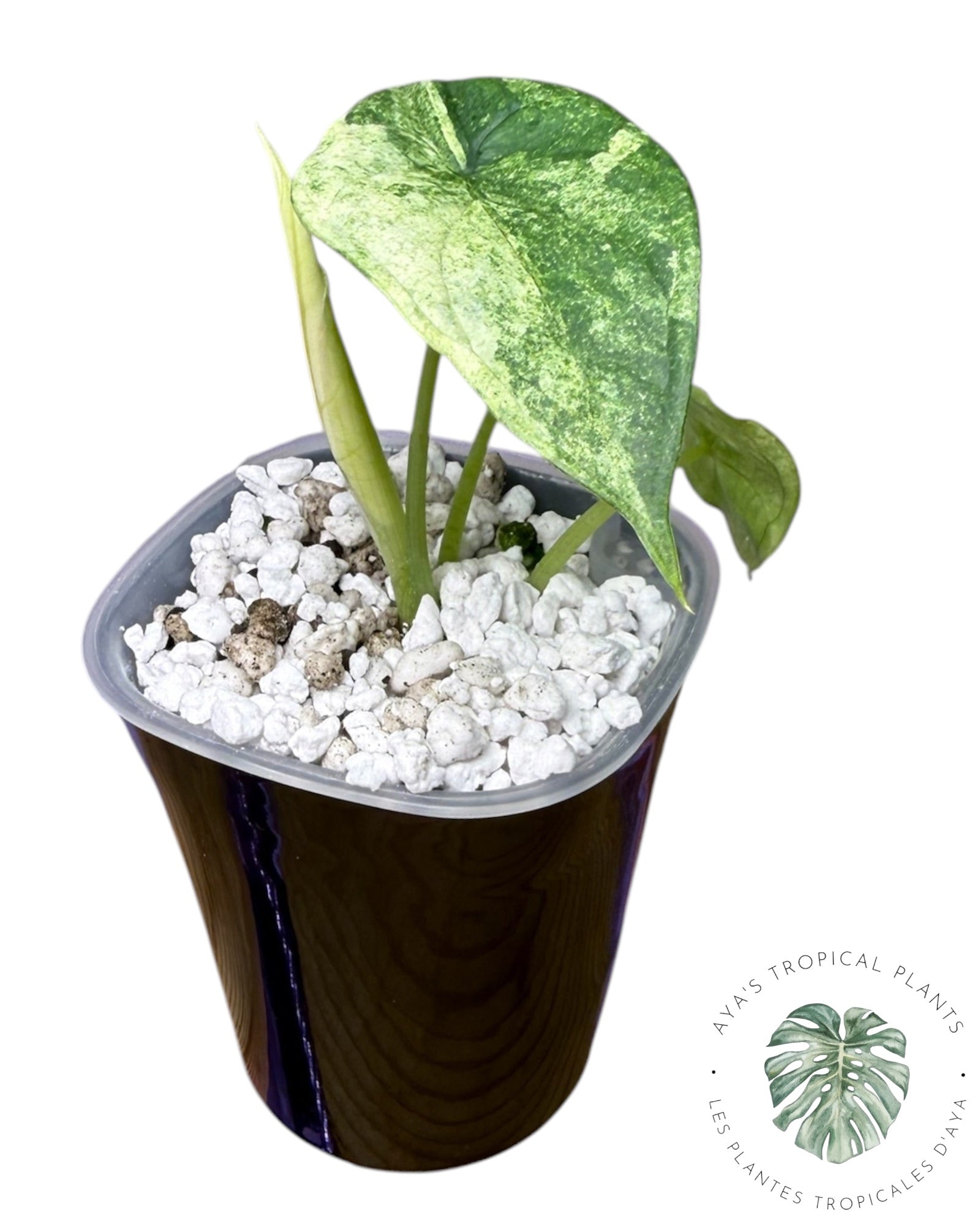 Alocasia Aegis Menthe Panachée
