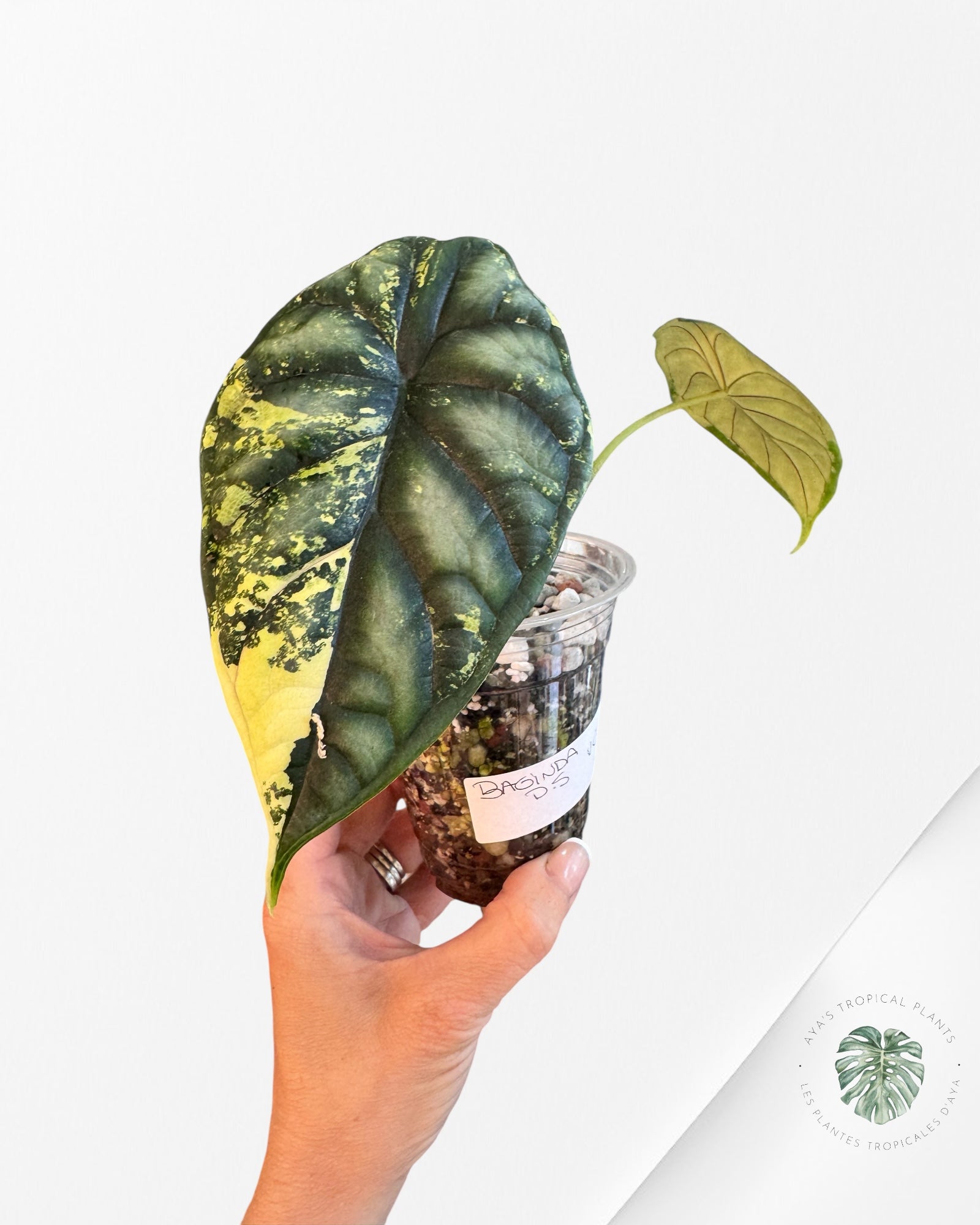 Alocasia baginda 'Dragon Scale' Panaché