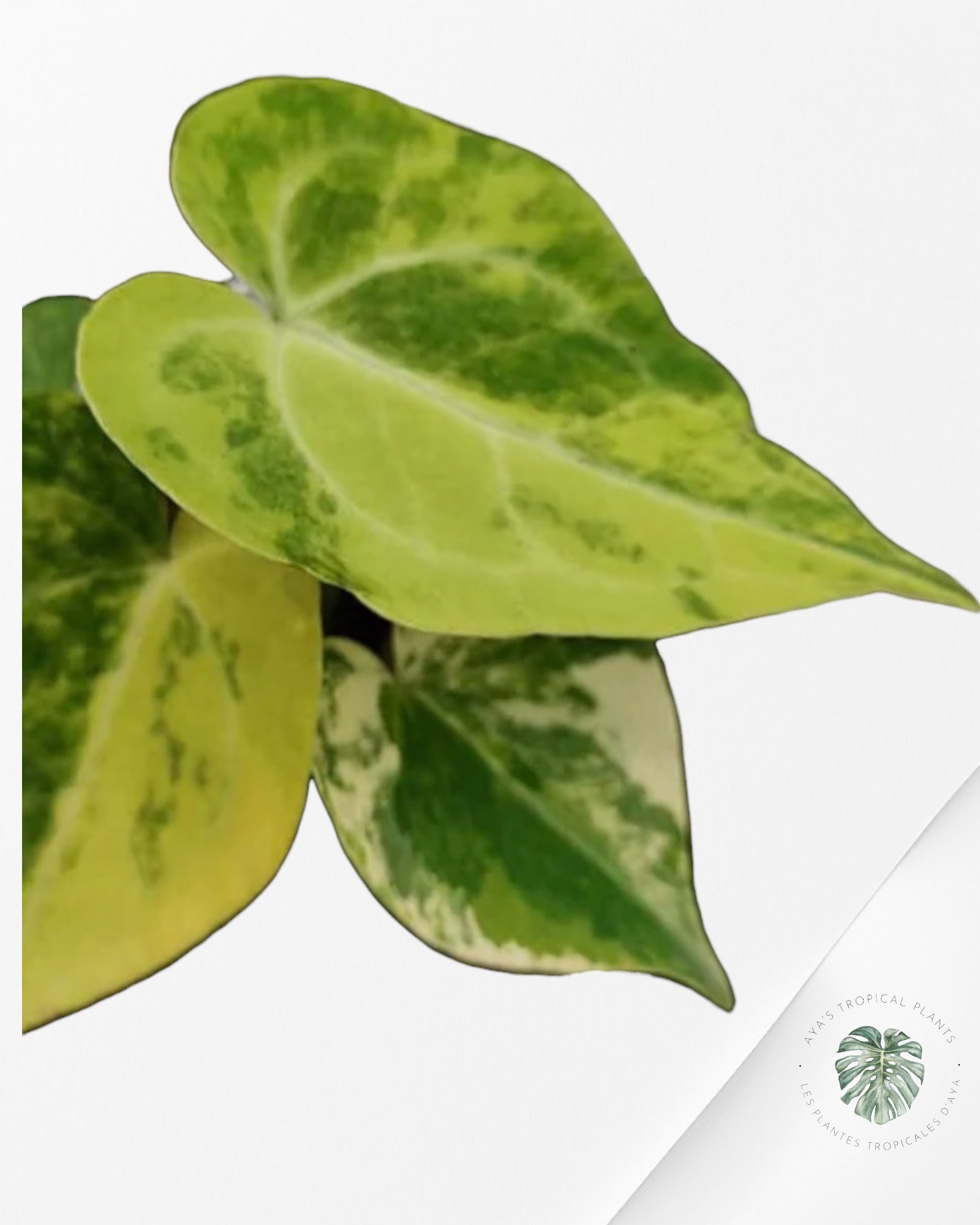 Anthurium Clarinervium Variegated