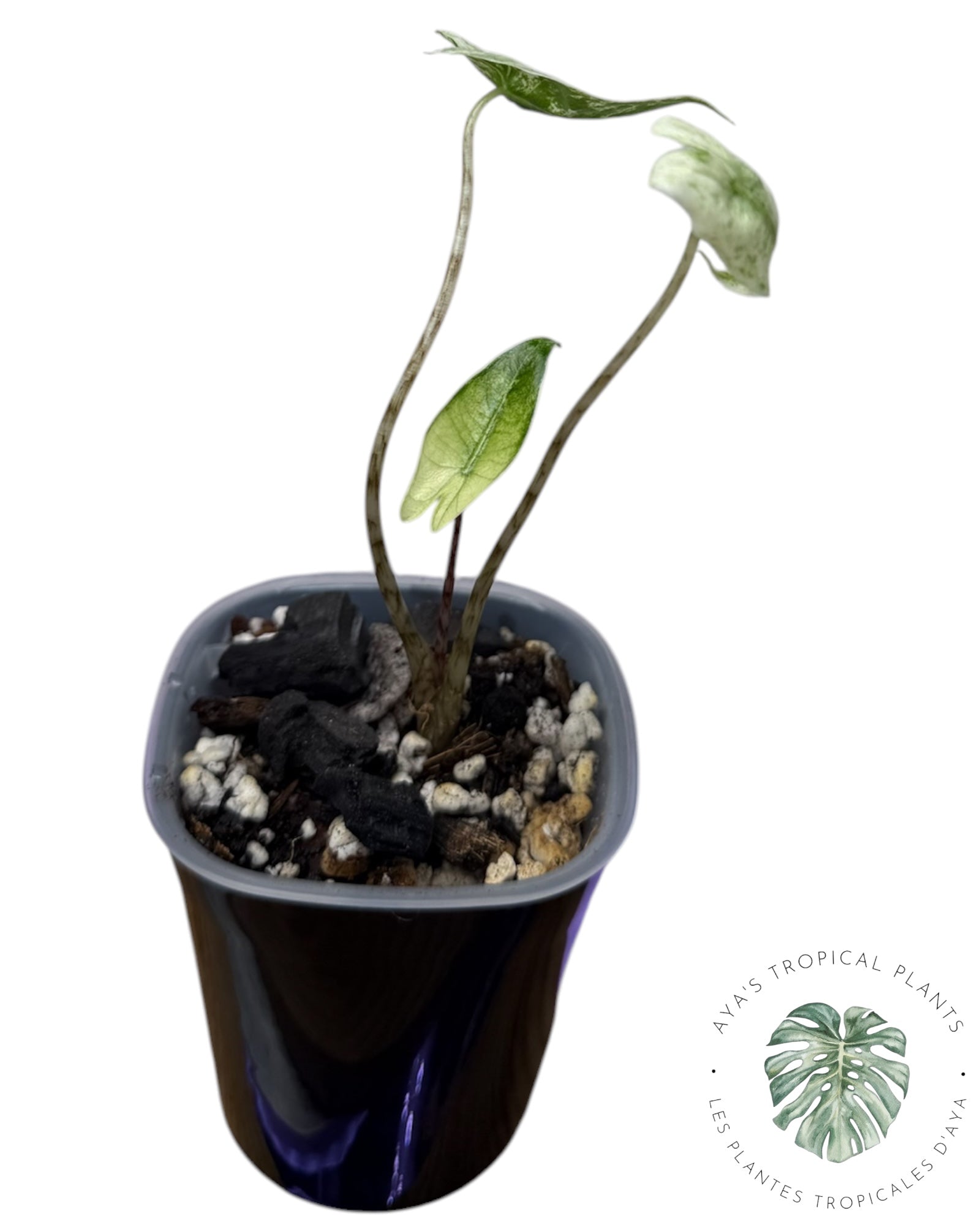 Alocasia Zebrina Mint
