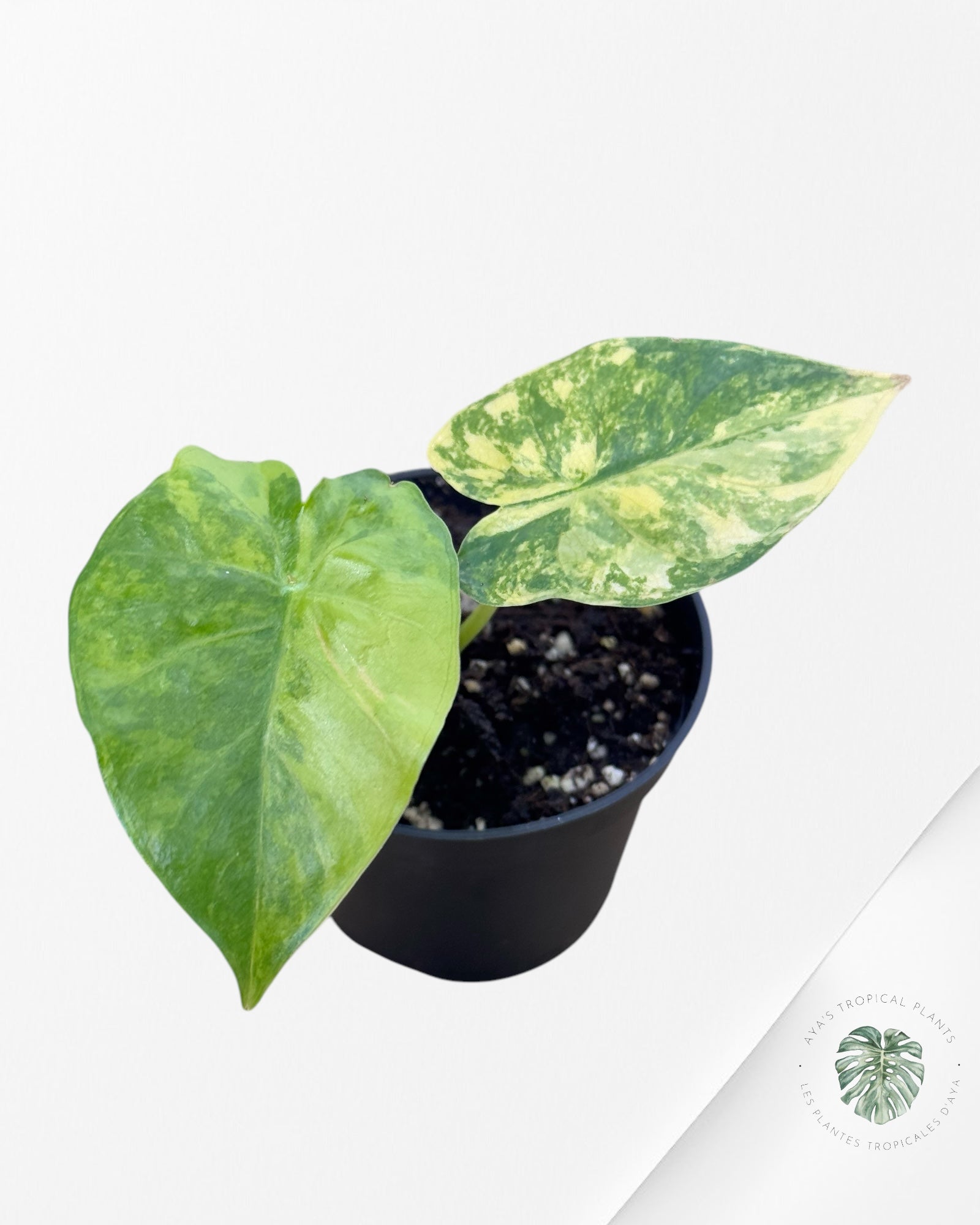 Alocasia Gigantea Aurea -G50