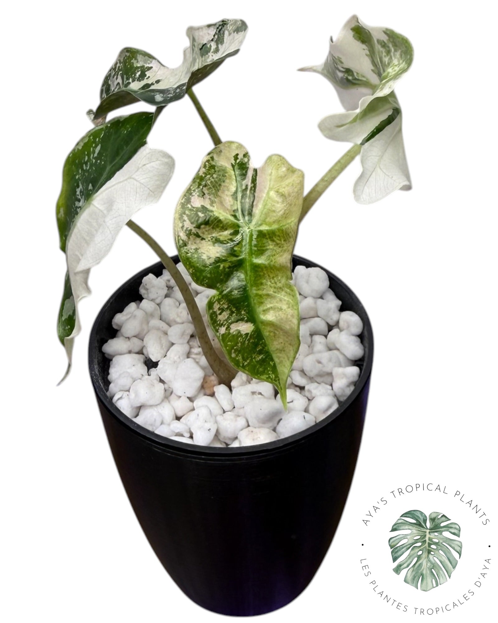 Alocasia Polly Pink Snowflake (Grade A)