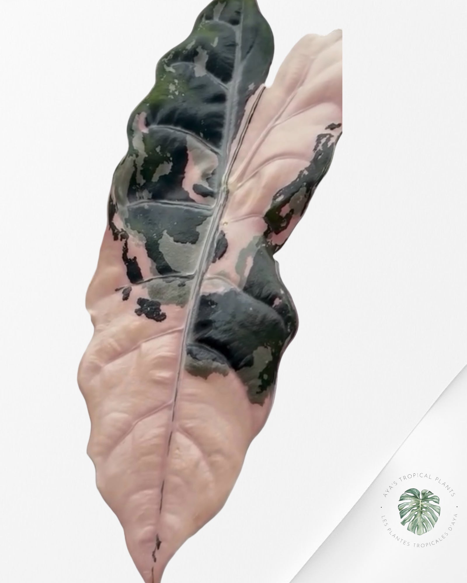 Alocasia Chantrieri Pink