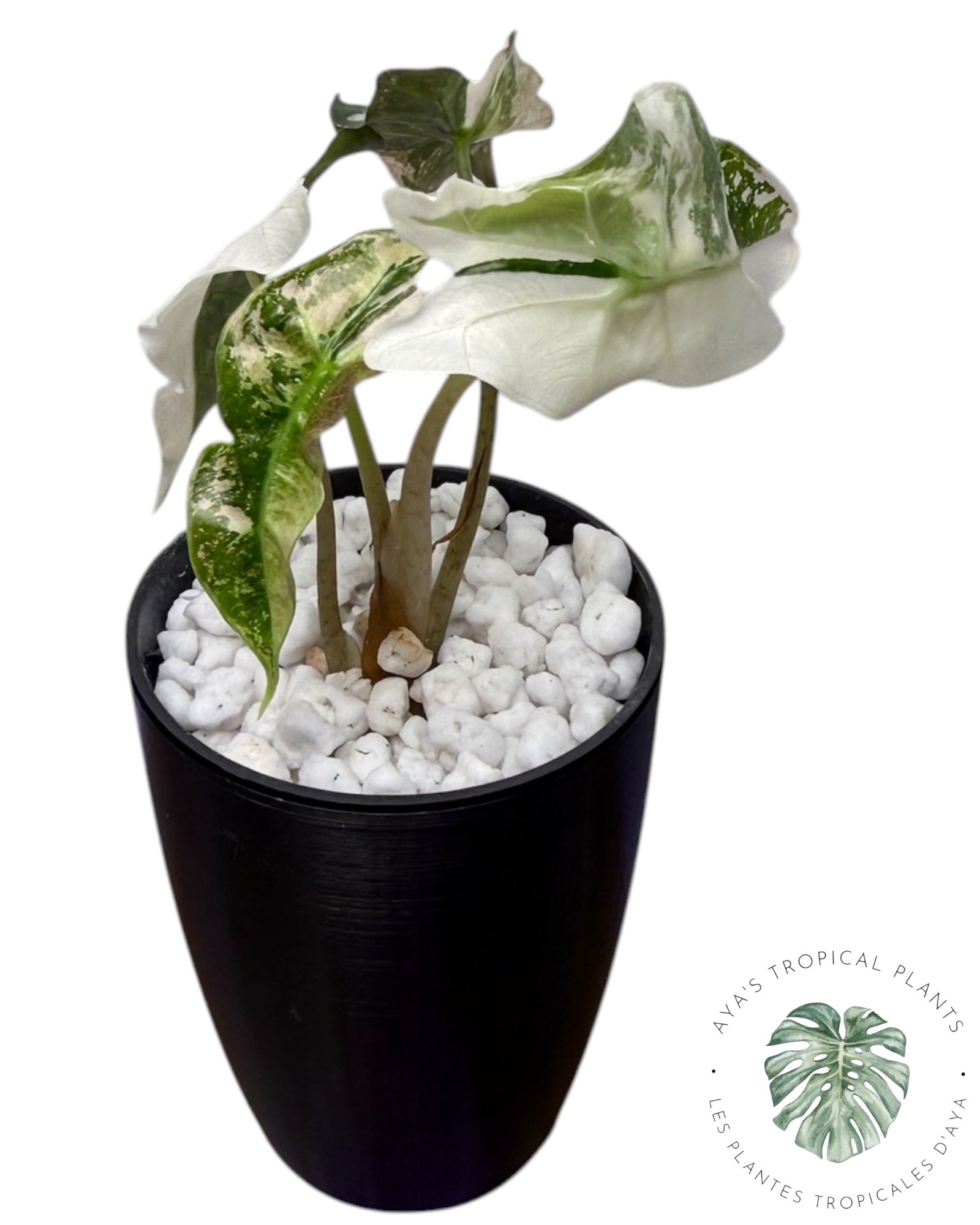 Alocasia Polly Pink Snowflake (Grade A)