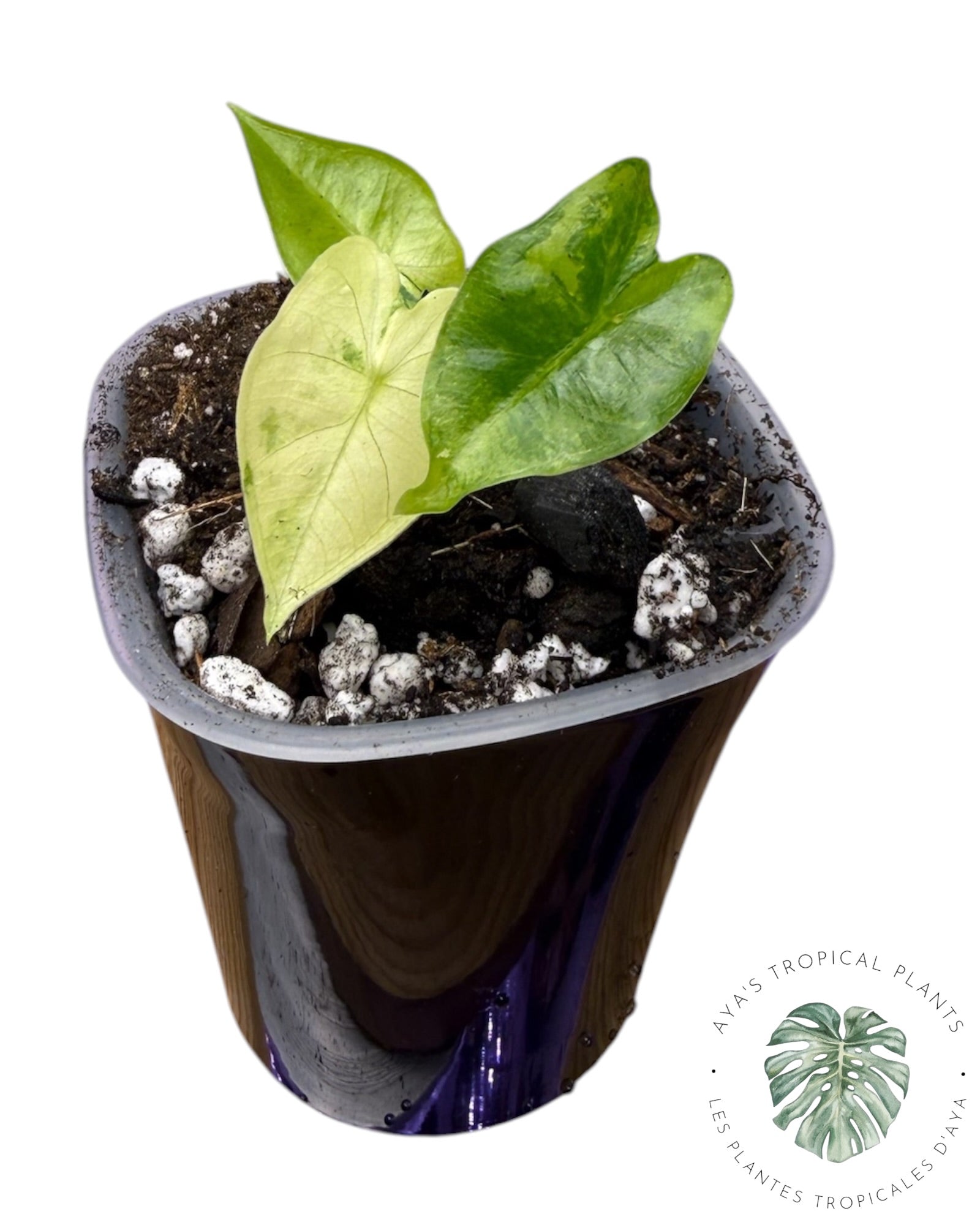 Alocasia Frydek Aurea Variegated
