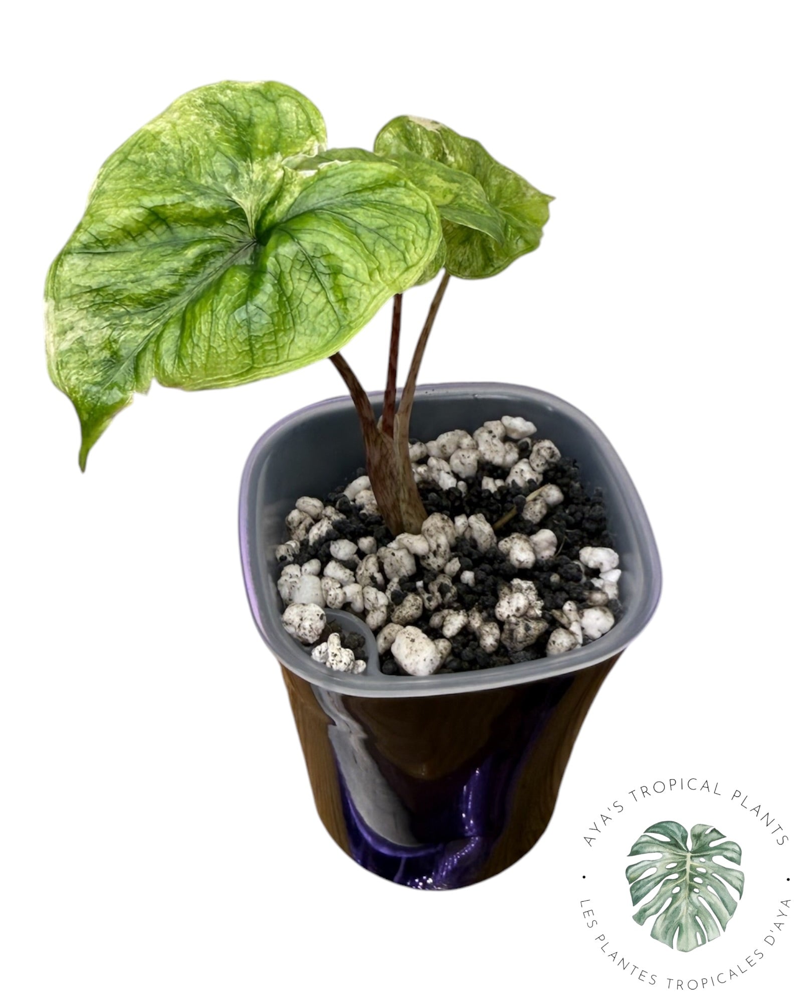 Alocasia Jacklyn panaché (Grade A)