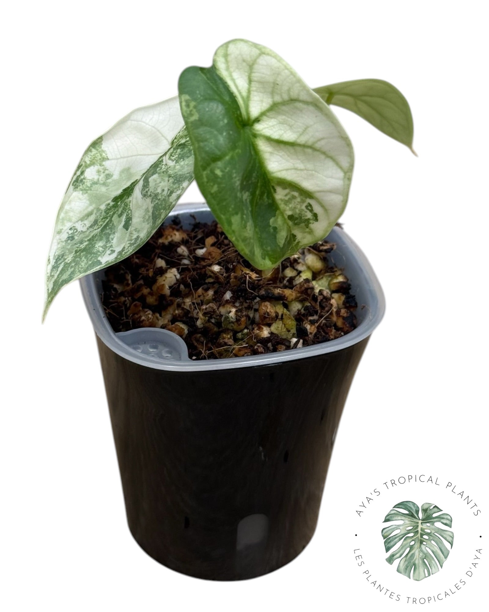 Alocasia Silver Dragon Albo Variegated