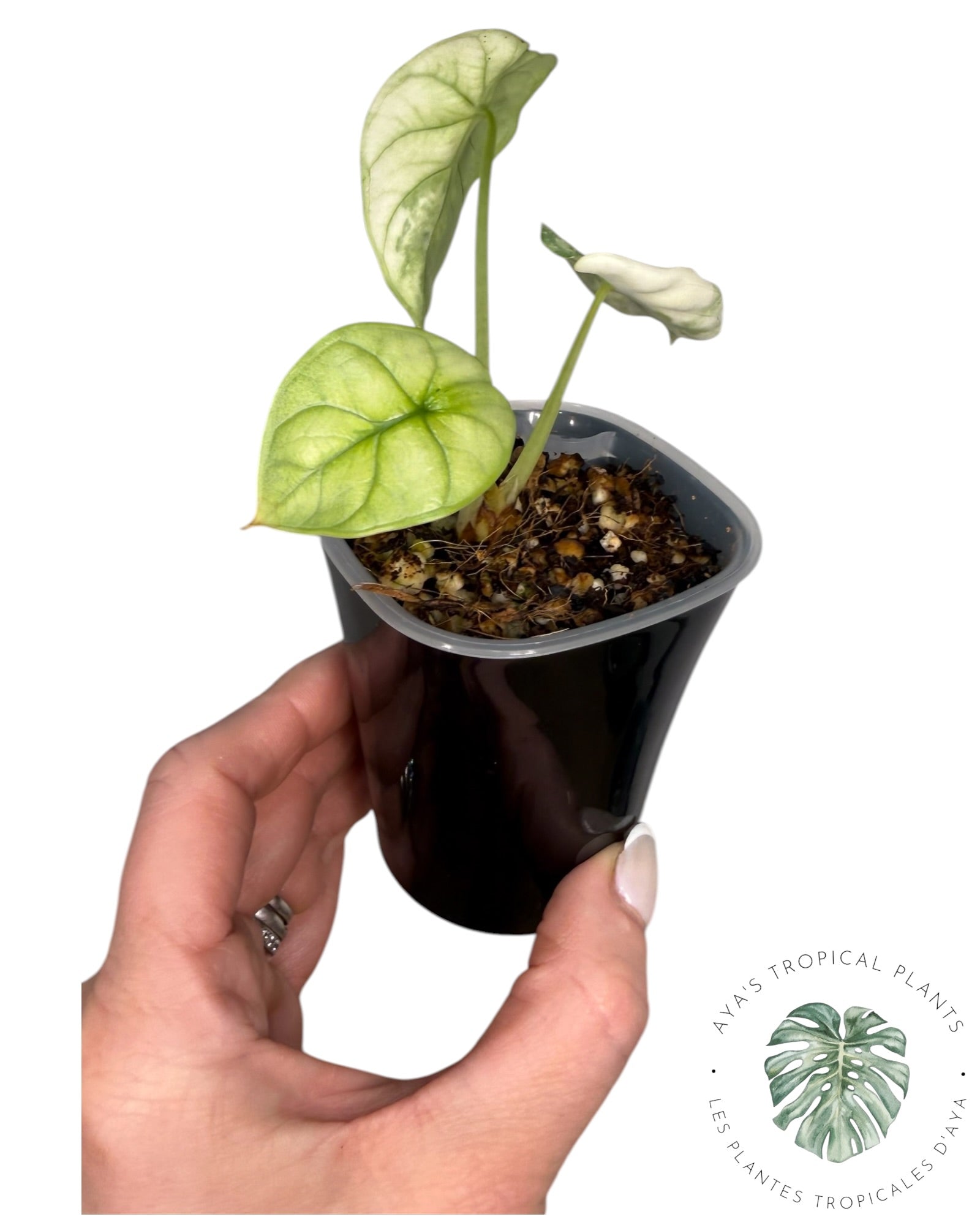 Alocasia Silver Dragon Albo Variegated