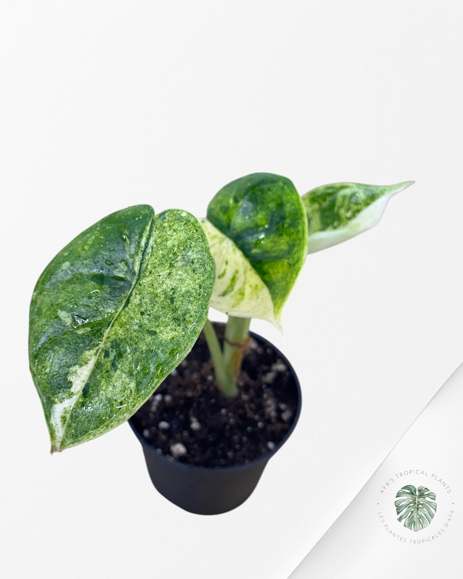 Alocasia Dragon Scale Menthe-50
