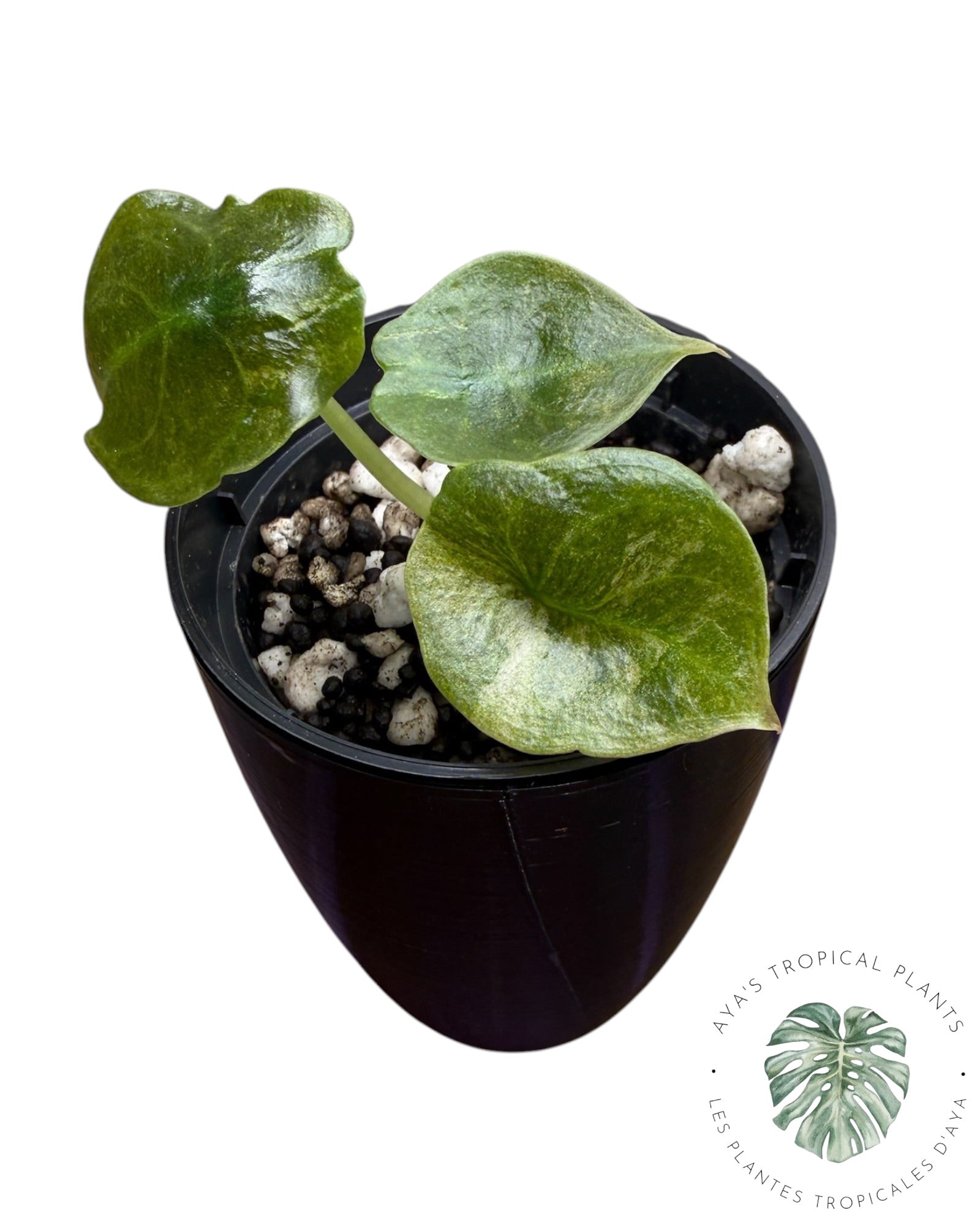 Alocasia Cuprea Pink Mint Variegated