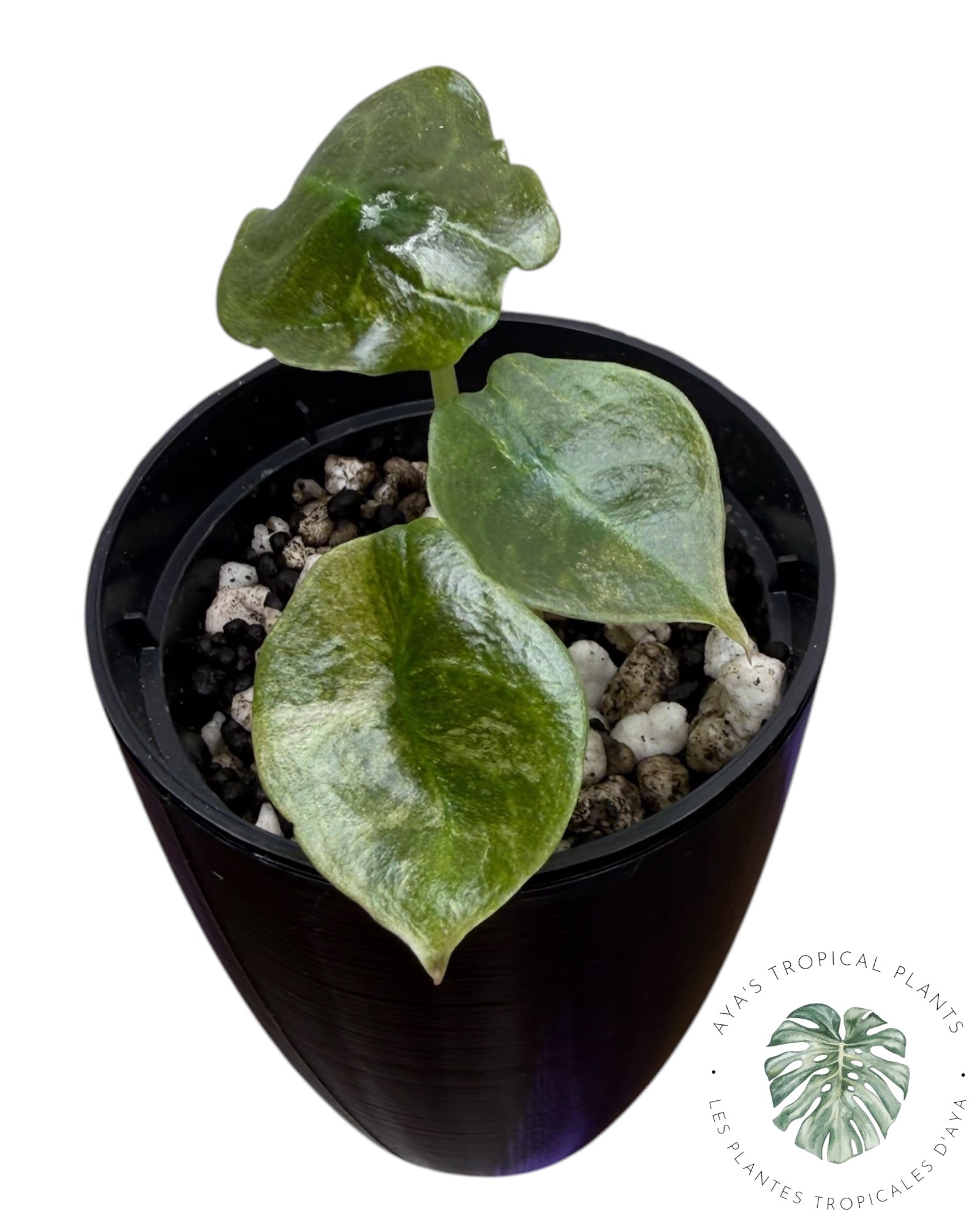 Alocasia Cuprea Pink Mint Variegated