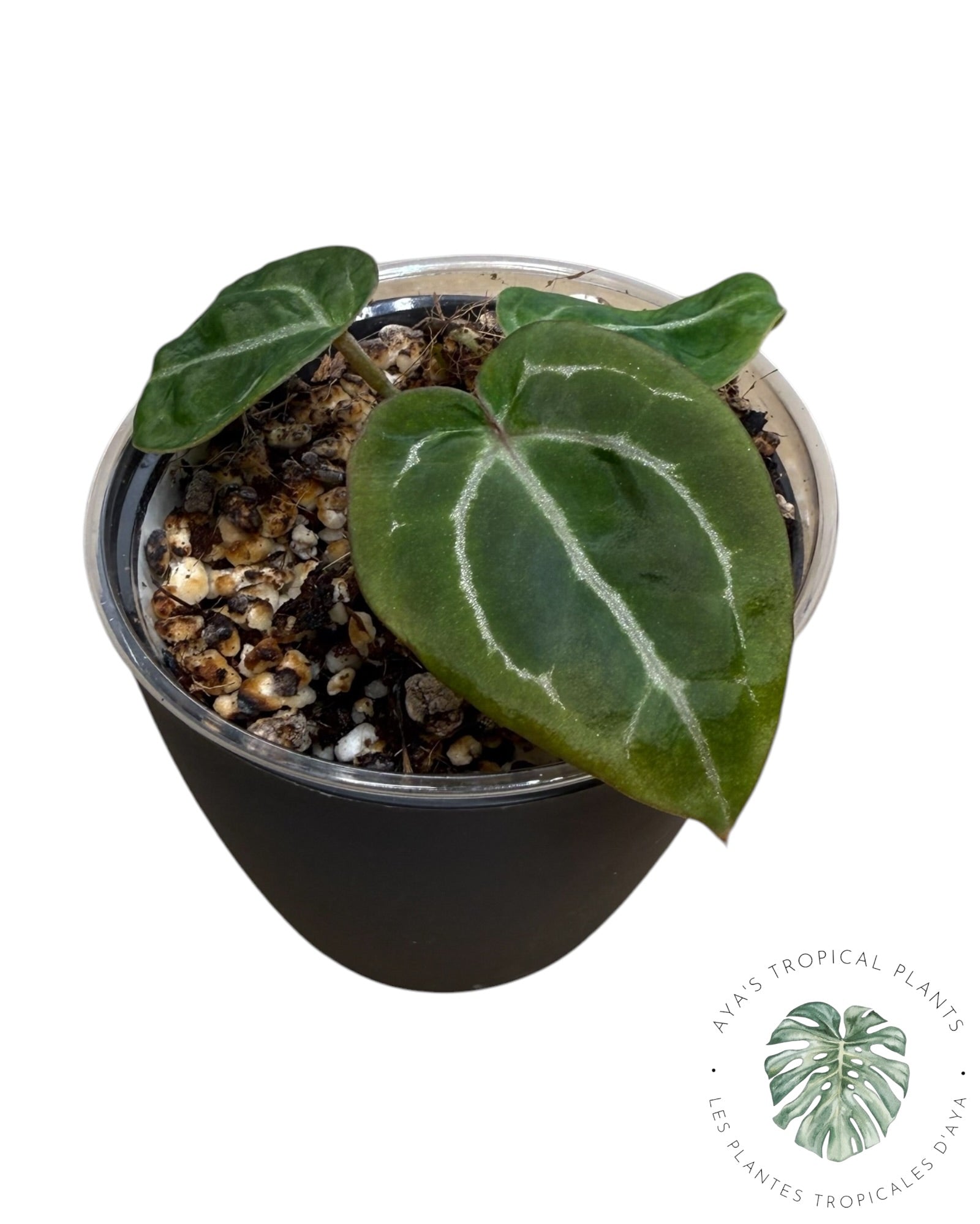 Anthurium Wonderboy