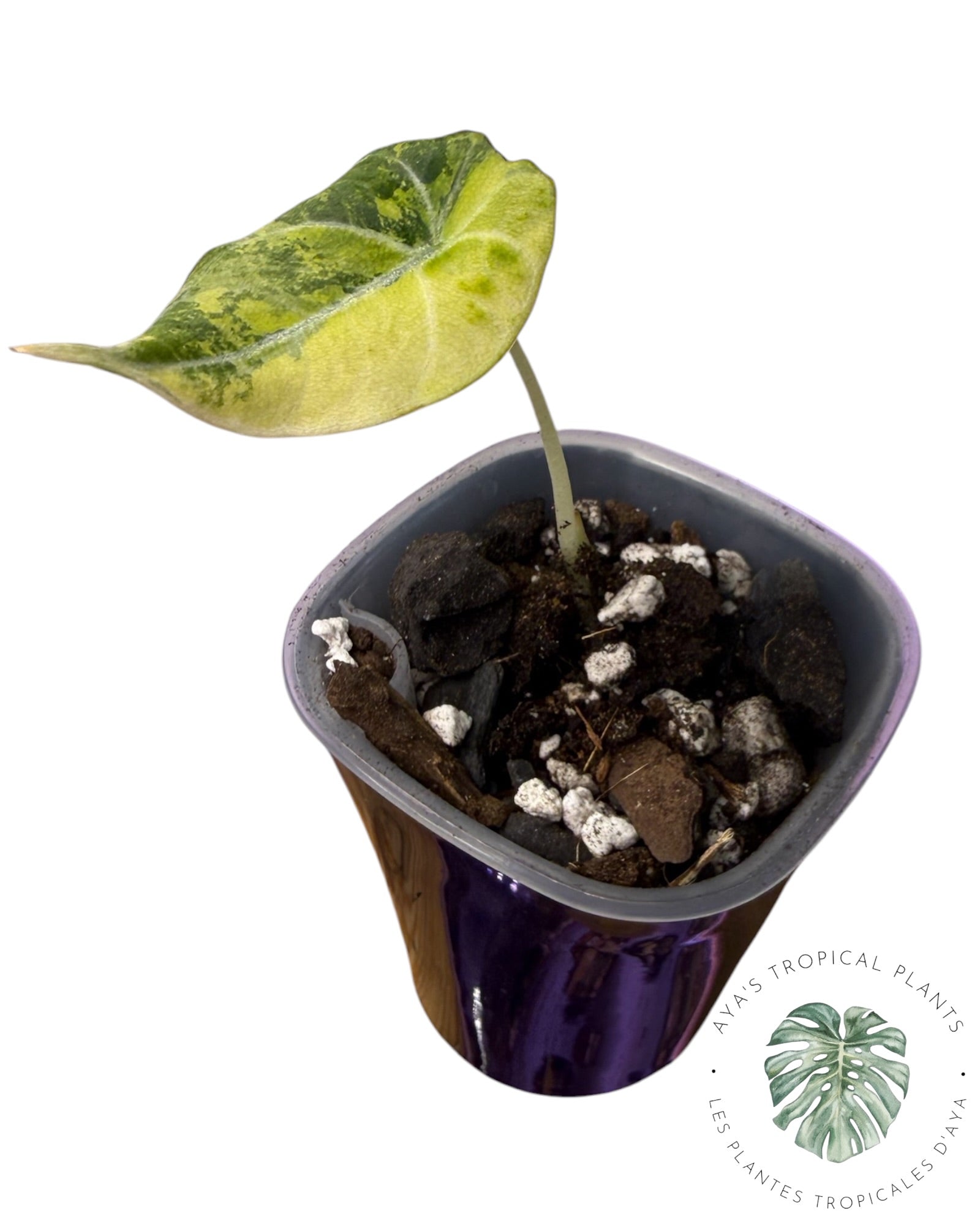 Alocasia Black Velvet Aurea Panaché