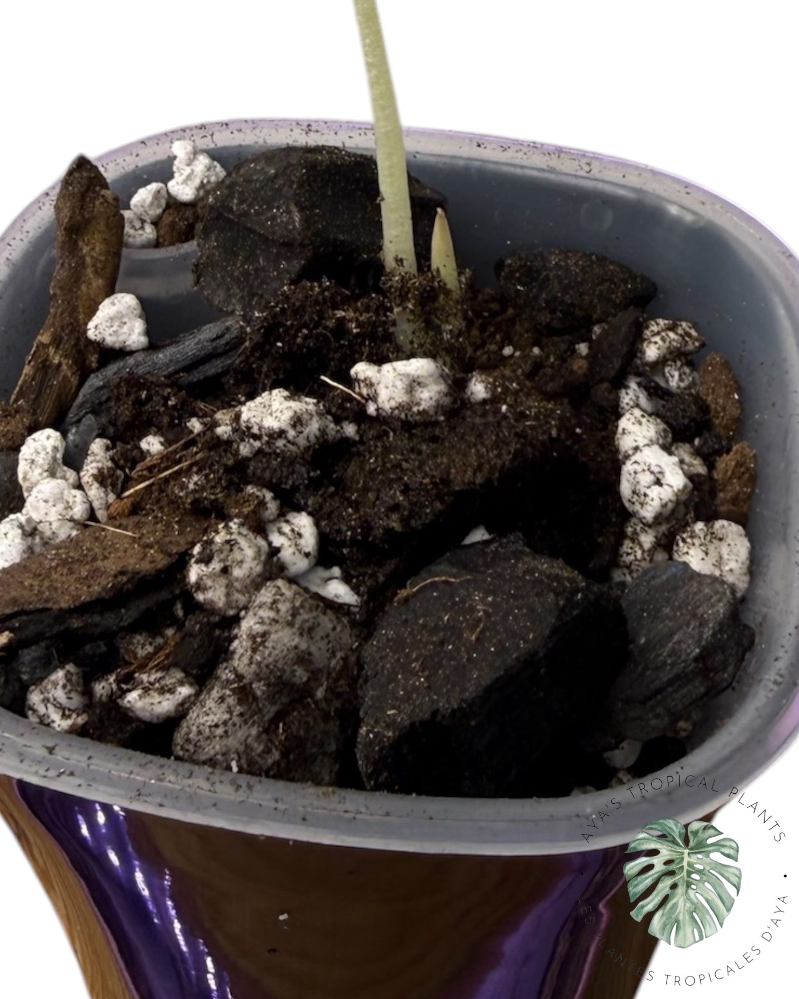 Alocasia Black Velvet Aurea Panaché