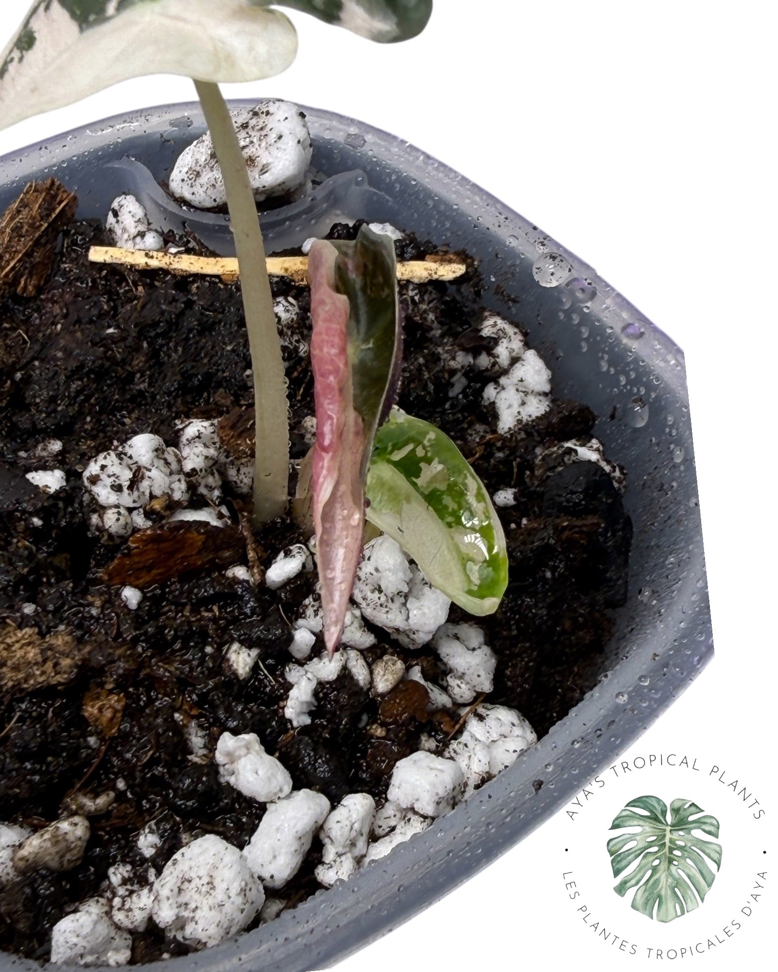 Alocasia Nobilis Pink Variegated