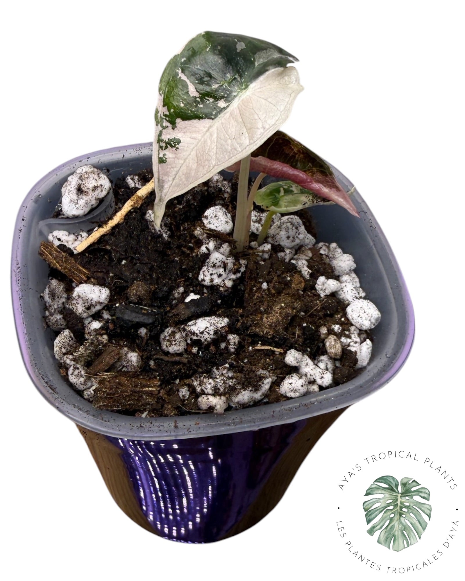 Alocasia Nobilis Pink Variegated