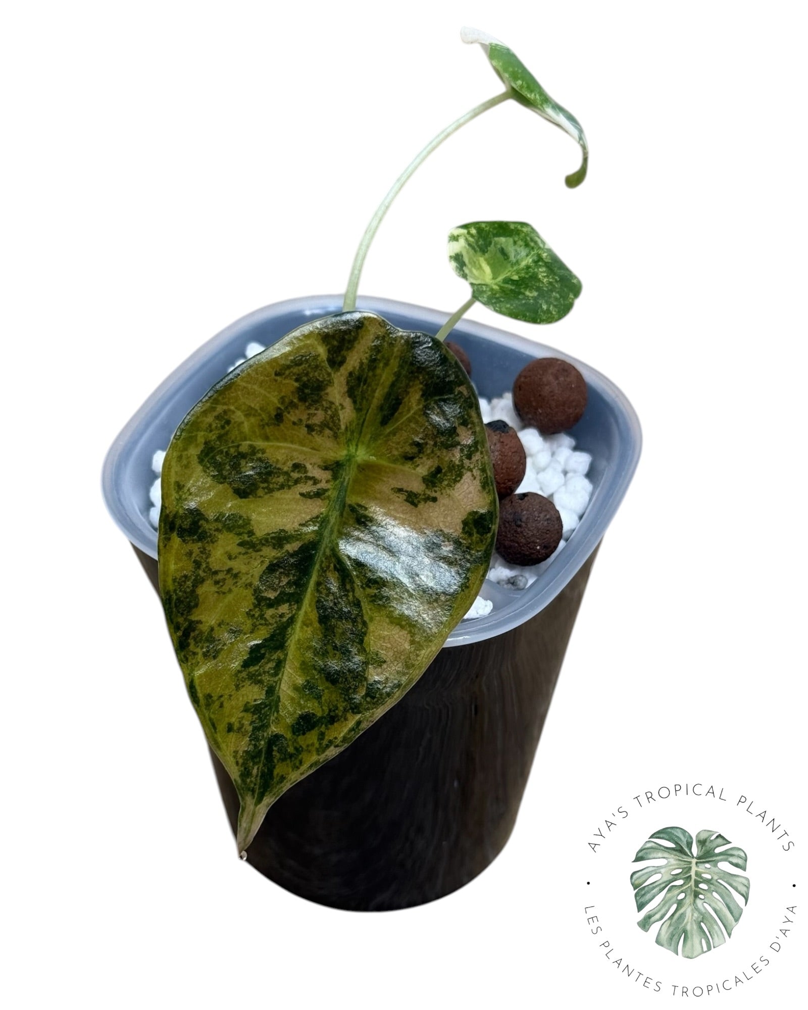 Alocasia Sedenii Aurea Variegated