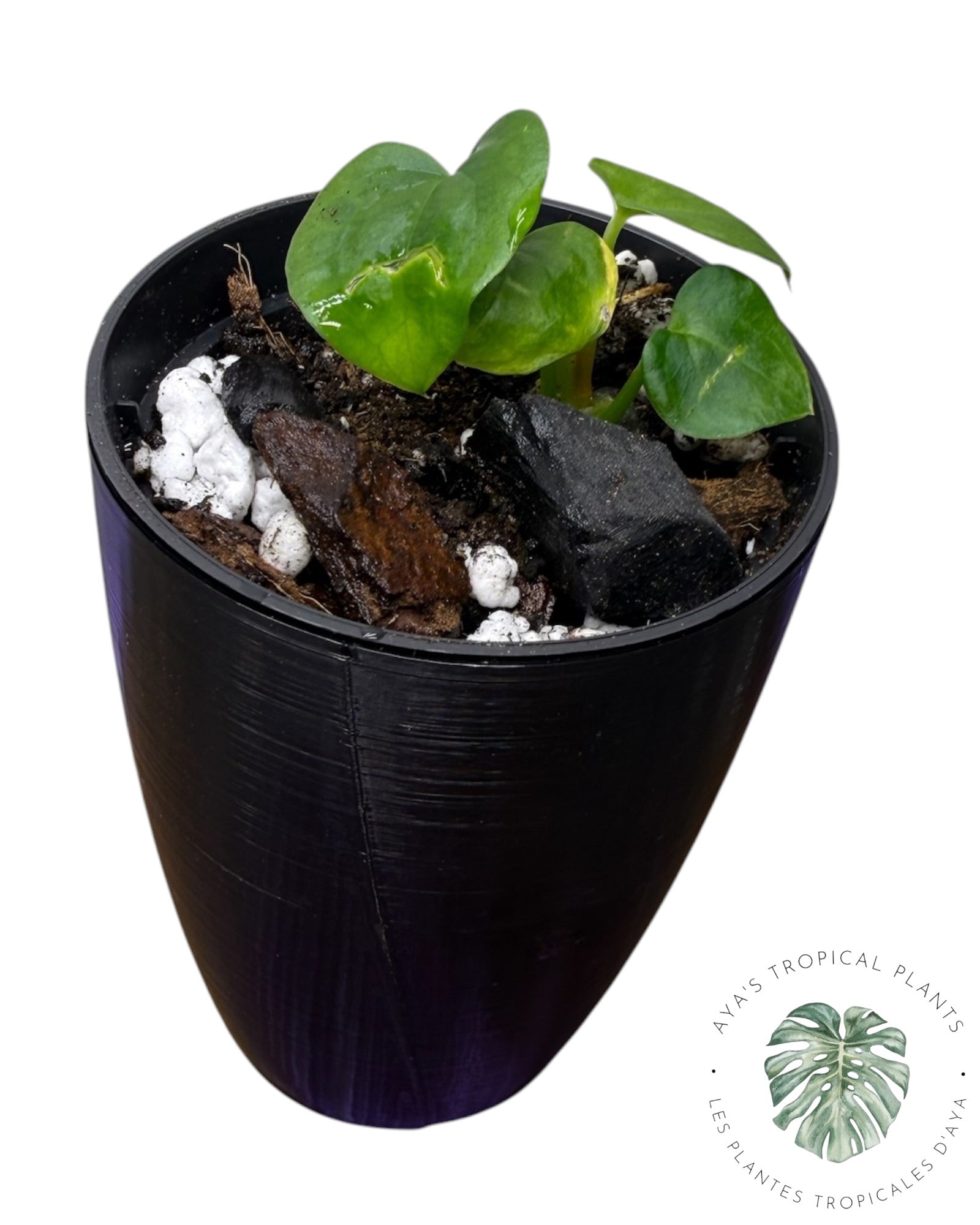 Anthurium Black Magic