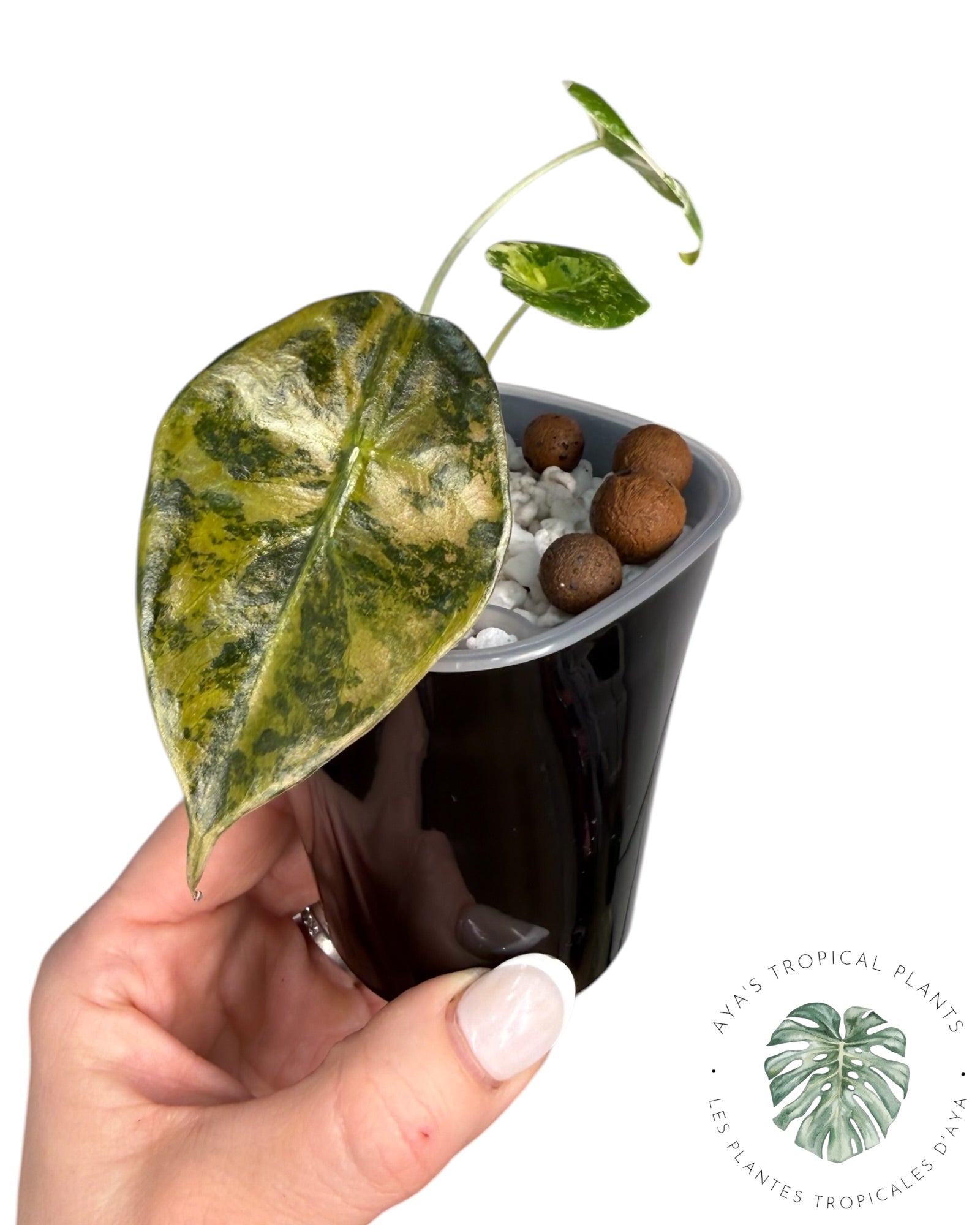 Alocasia Sedenii Aurea Variegated