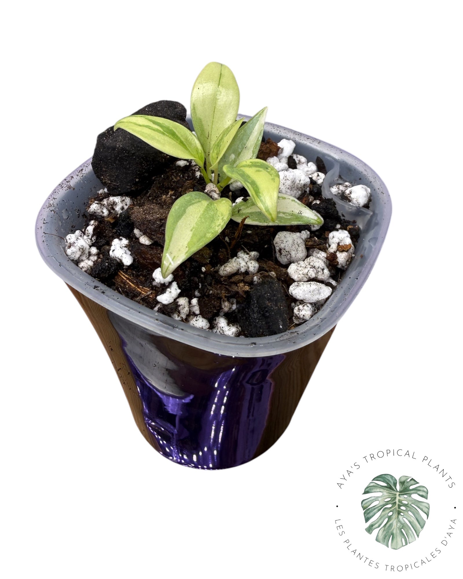 Philodendron Atabapoense Pink