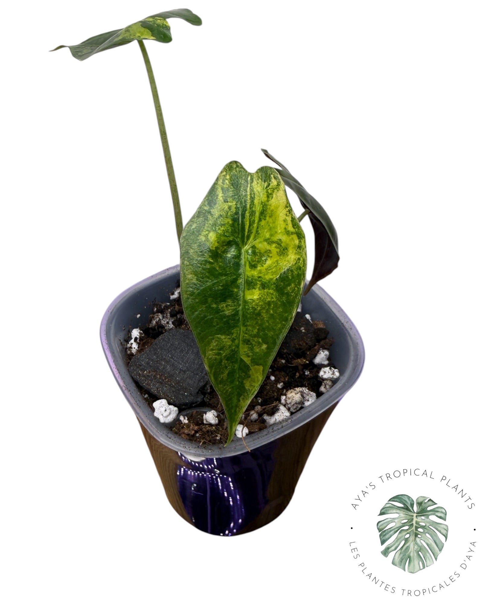Alocasia Sanderiana ‘Bull’ Aurea Variegated