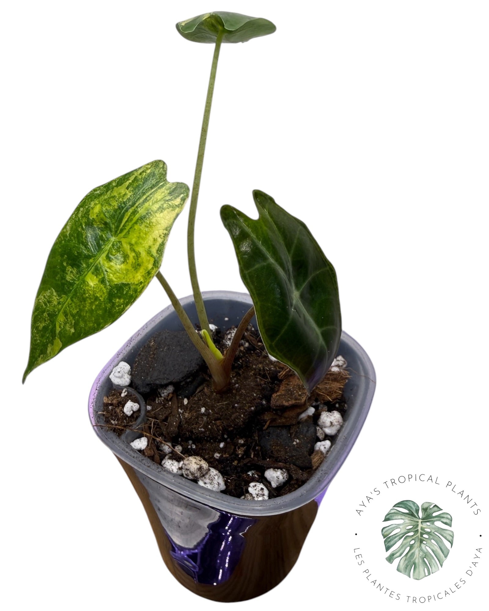 Alocasia Sanderiana ‘Bull’ Aurea Variegated
