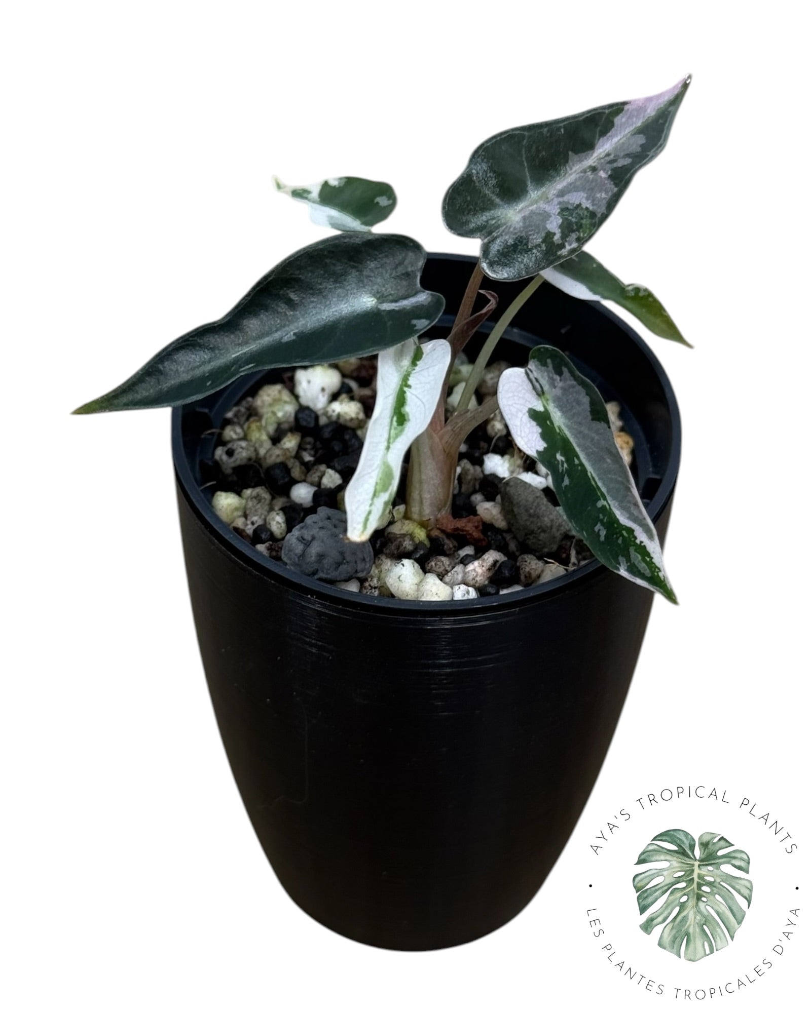 Alocasia Bambino Pink Variegated