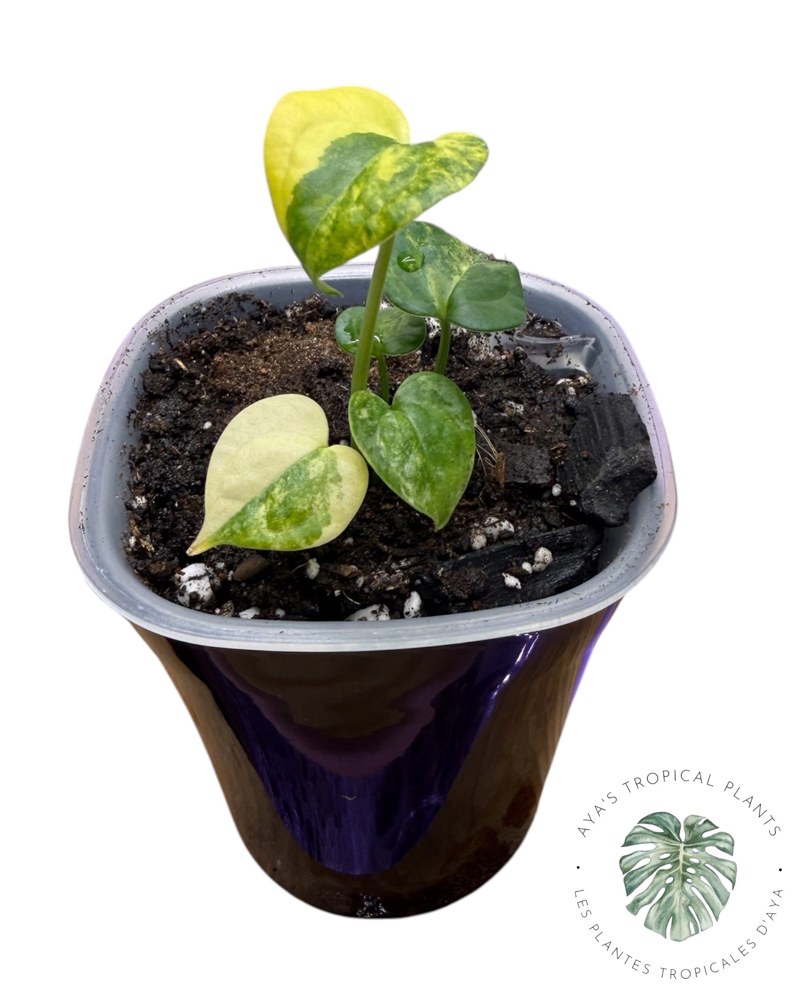 Anthurium Clarinervium Aurea Variegated