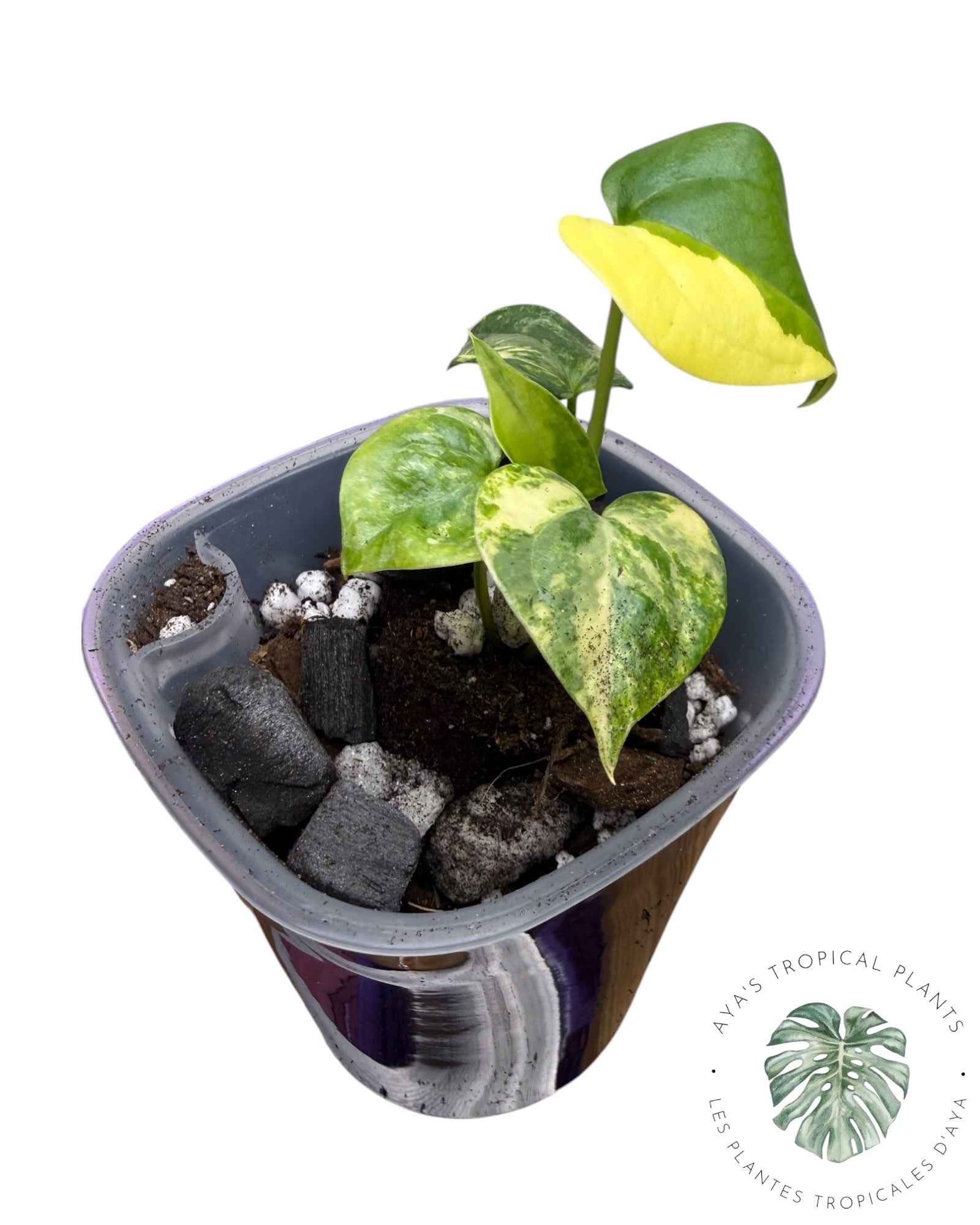 Anthurium Clarinervium Aurea Variegated