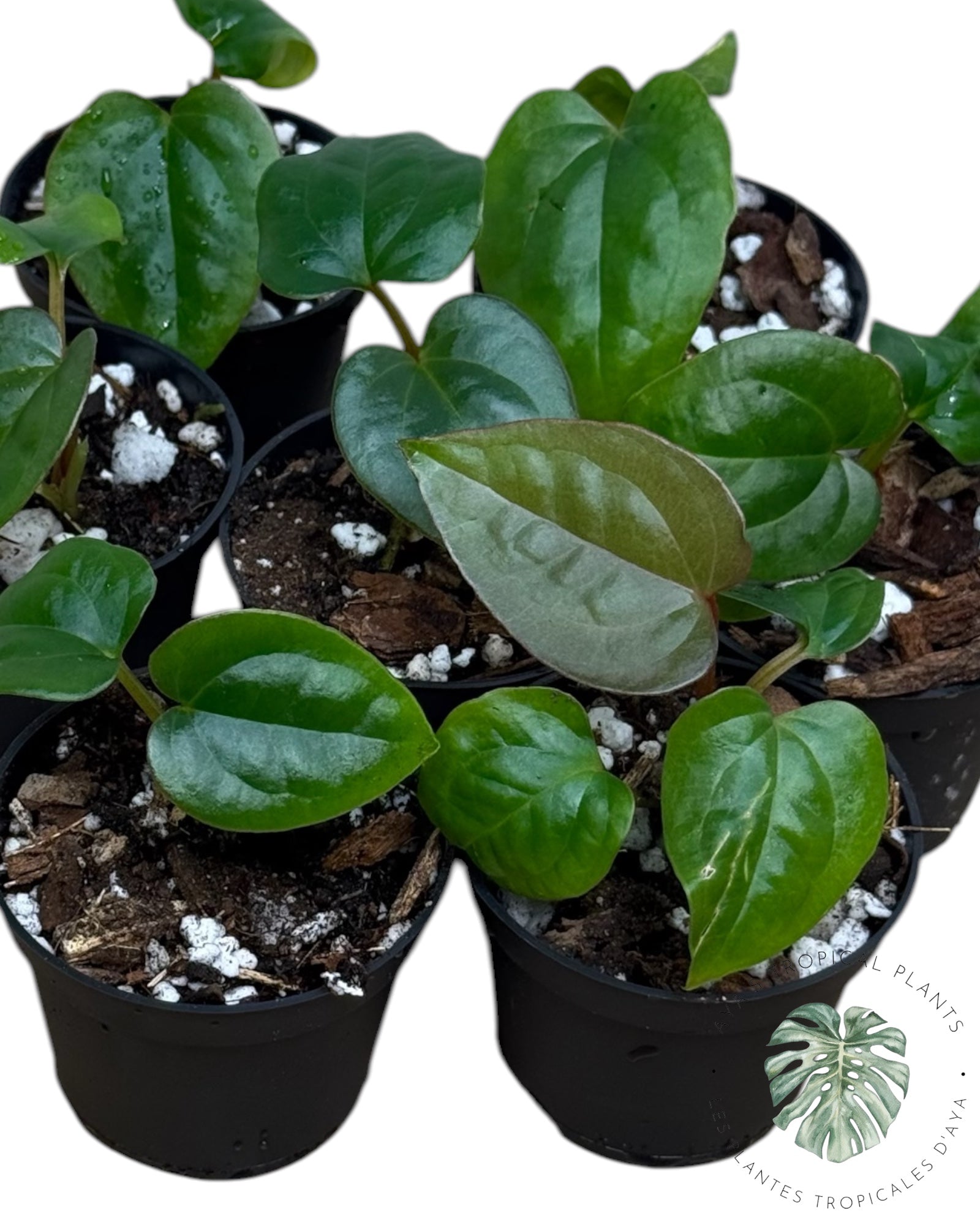 Anthurium Ace of Spades x Luxurians *Grower’s Choice*