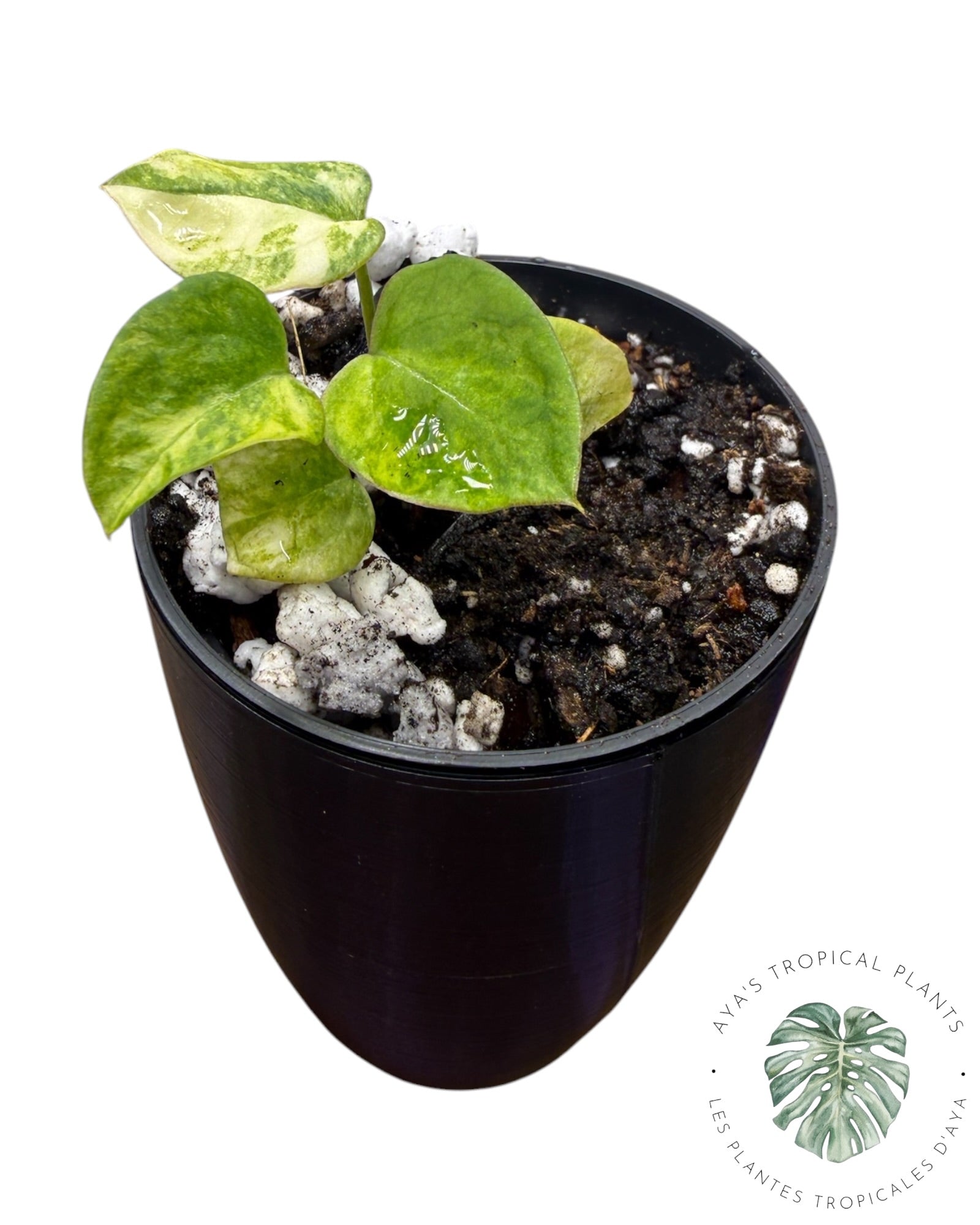 Anthurium Papillilaminum X Magnificum Variegated