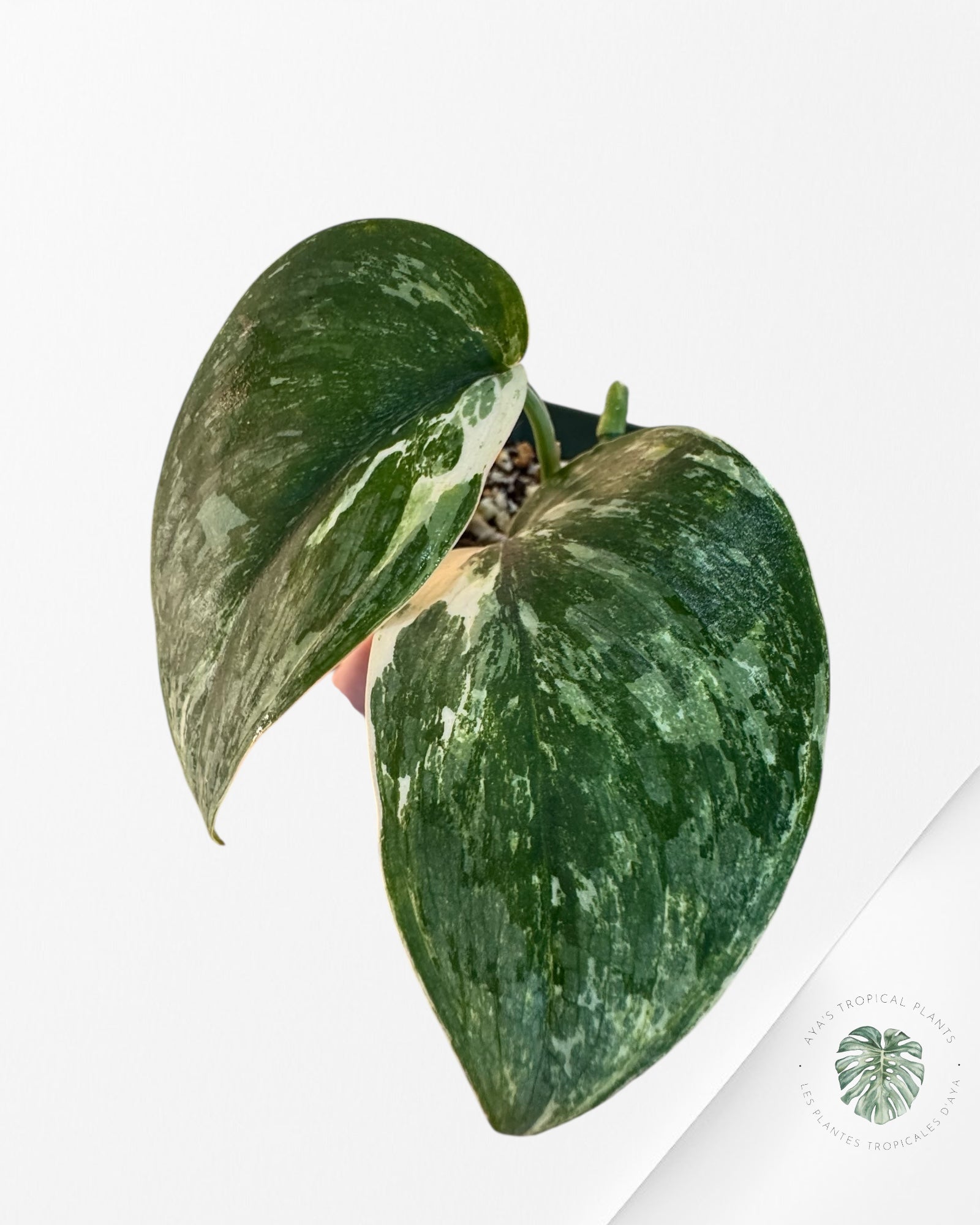 Scindapsus Silver Splash Variagated - A1