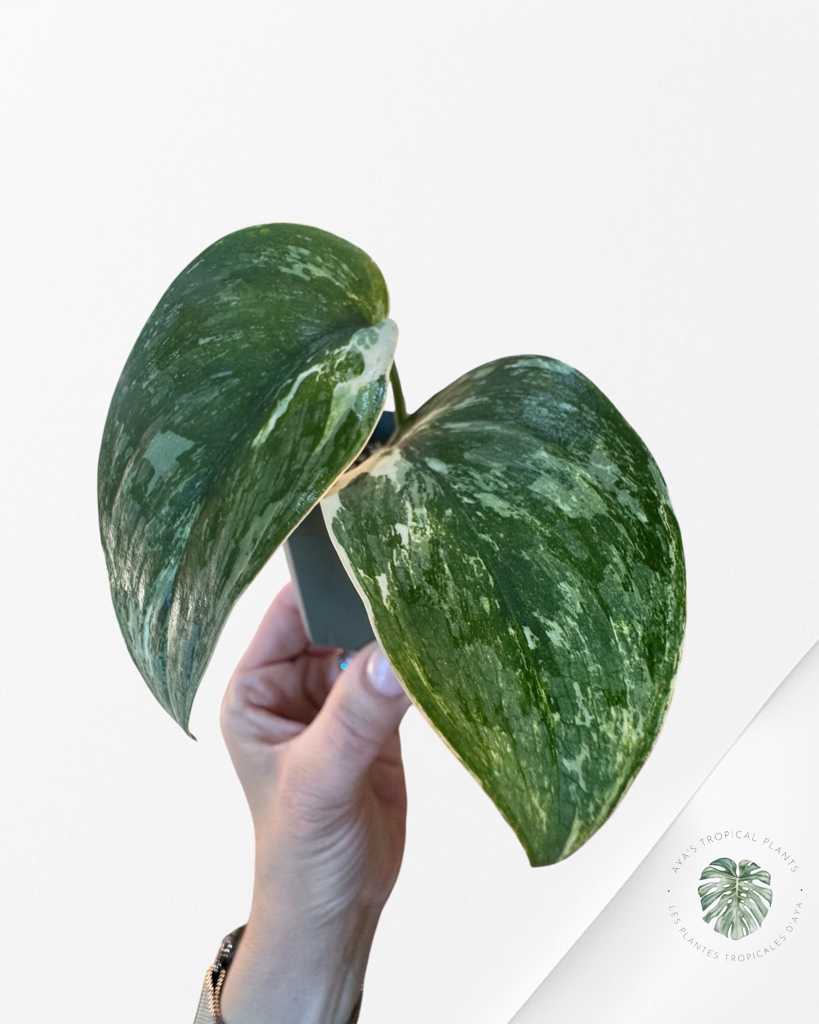 Scindapsus Silver Splash Variagated - A1