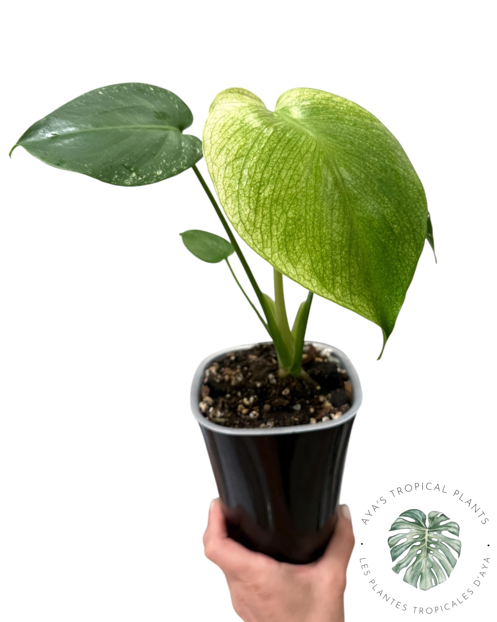 Monstera Deliciosa 'Devil Monster'