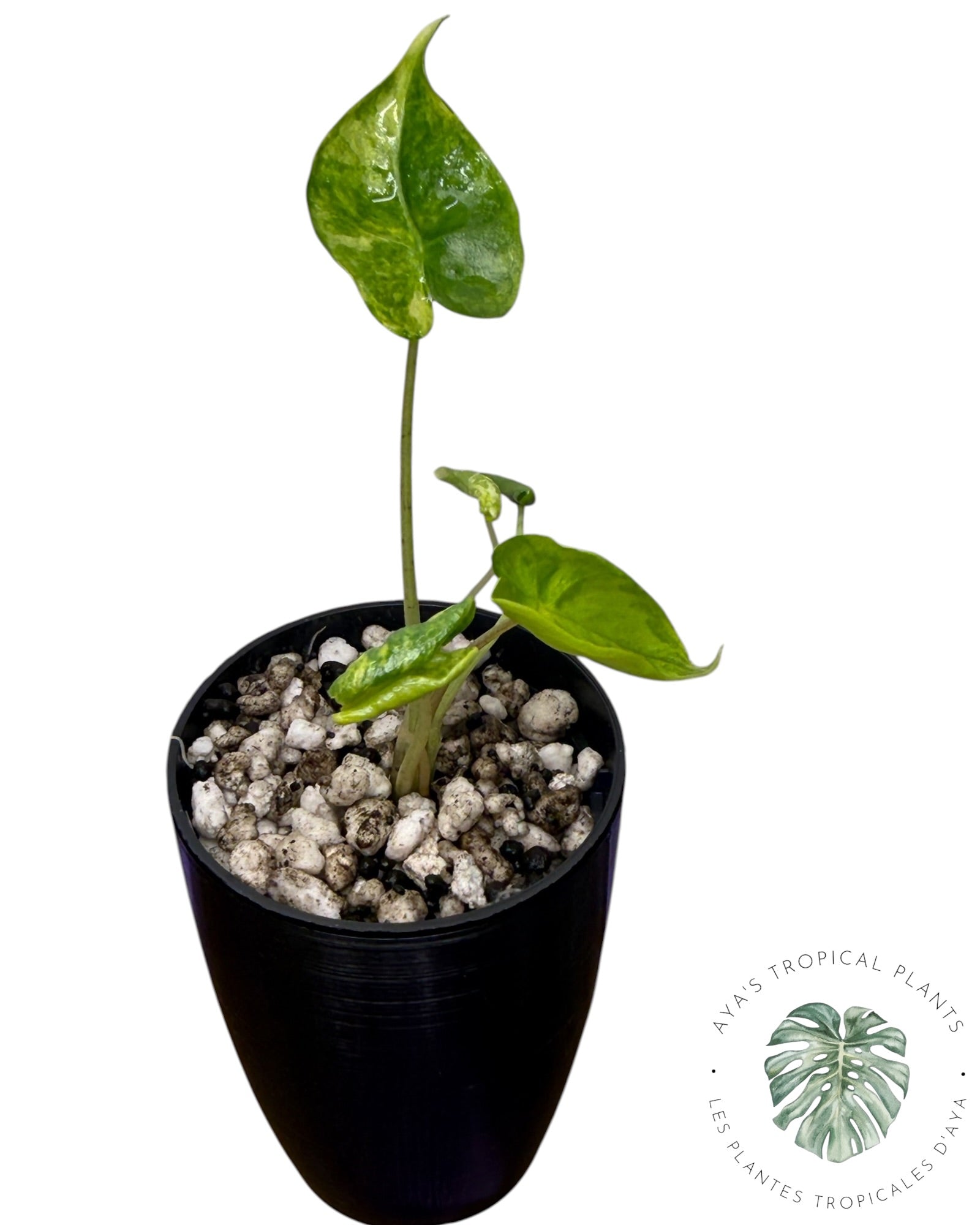 Alocasia Macrorrhizos ‘Shock Treatment’ Panaché