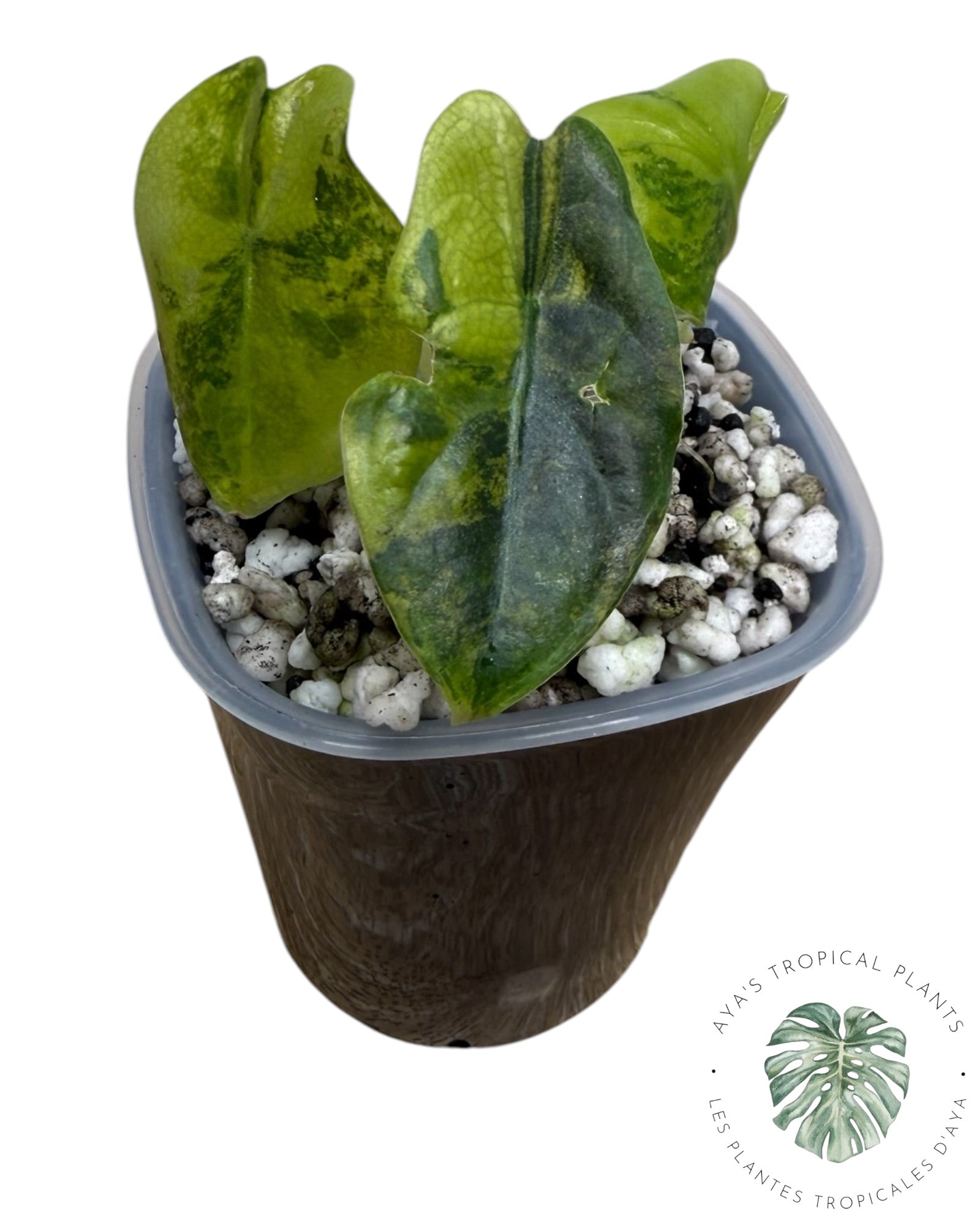 Alocasia suhirmaniana Aurea