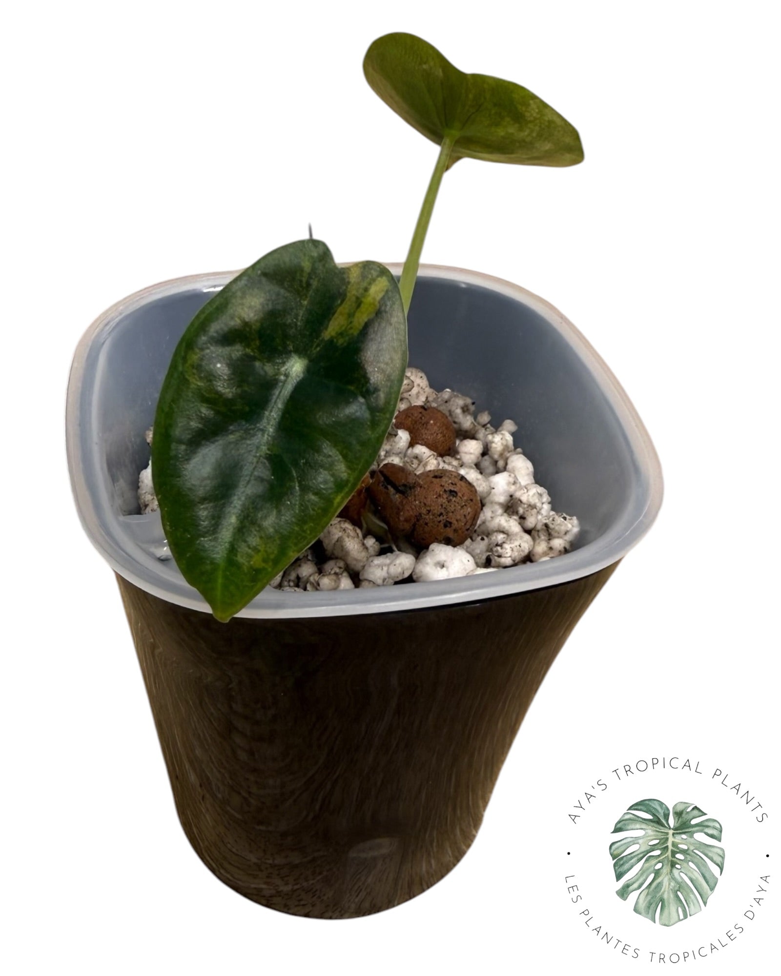 Alocasia suhirmaniana Aurea