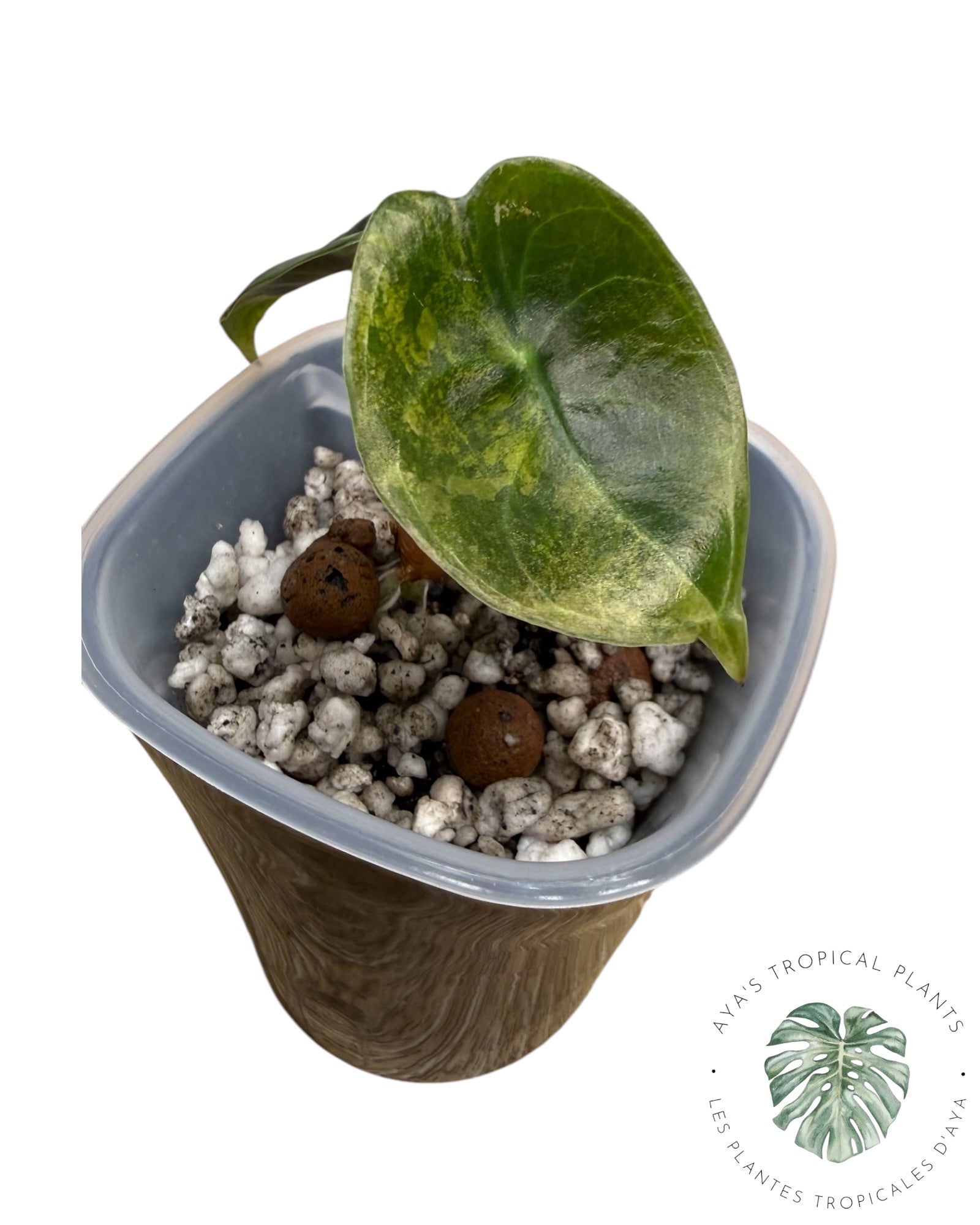 Alocasia suhirmaniana Aurea