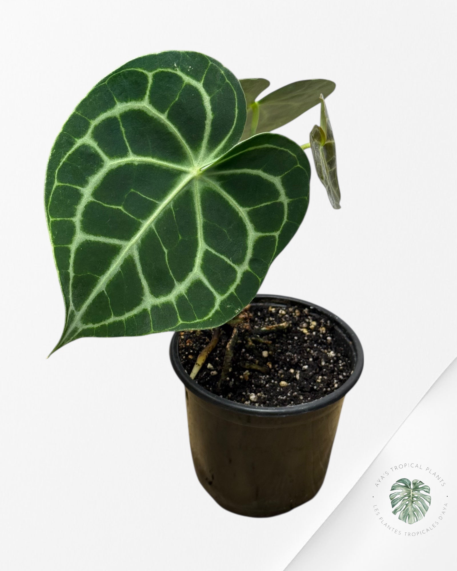 Anthurium Clarinervium ROI - 21