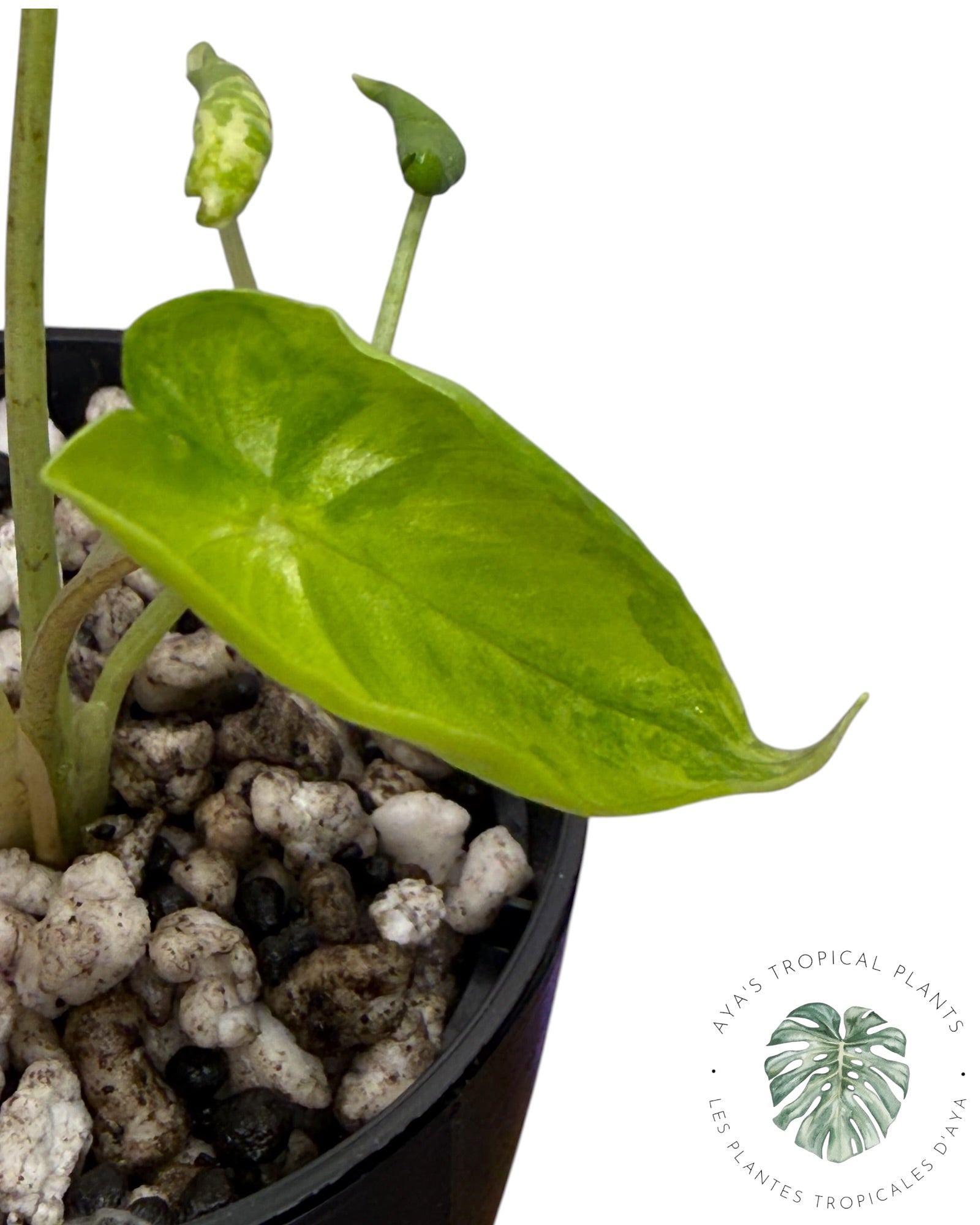 Alocasia Macrorrhizos ‘Shock Treatment’ Panaché