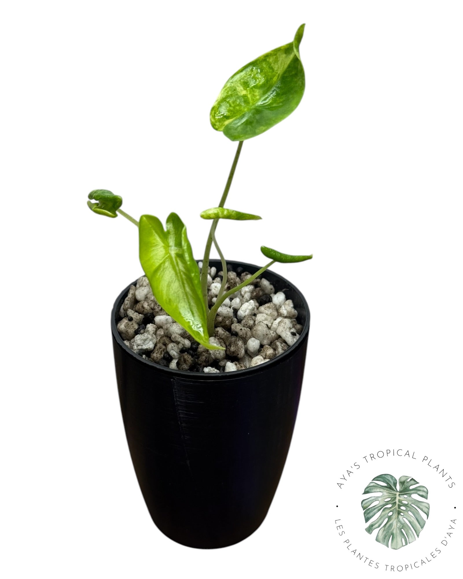Alocasia Macrorrhizos ‘Shock Treatment’ Panaché