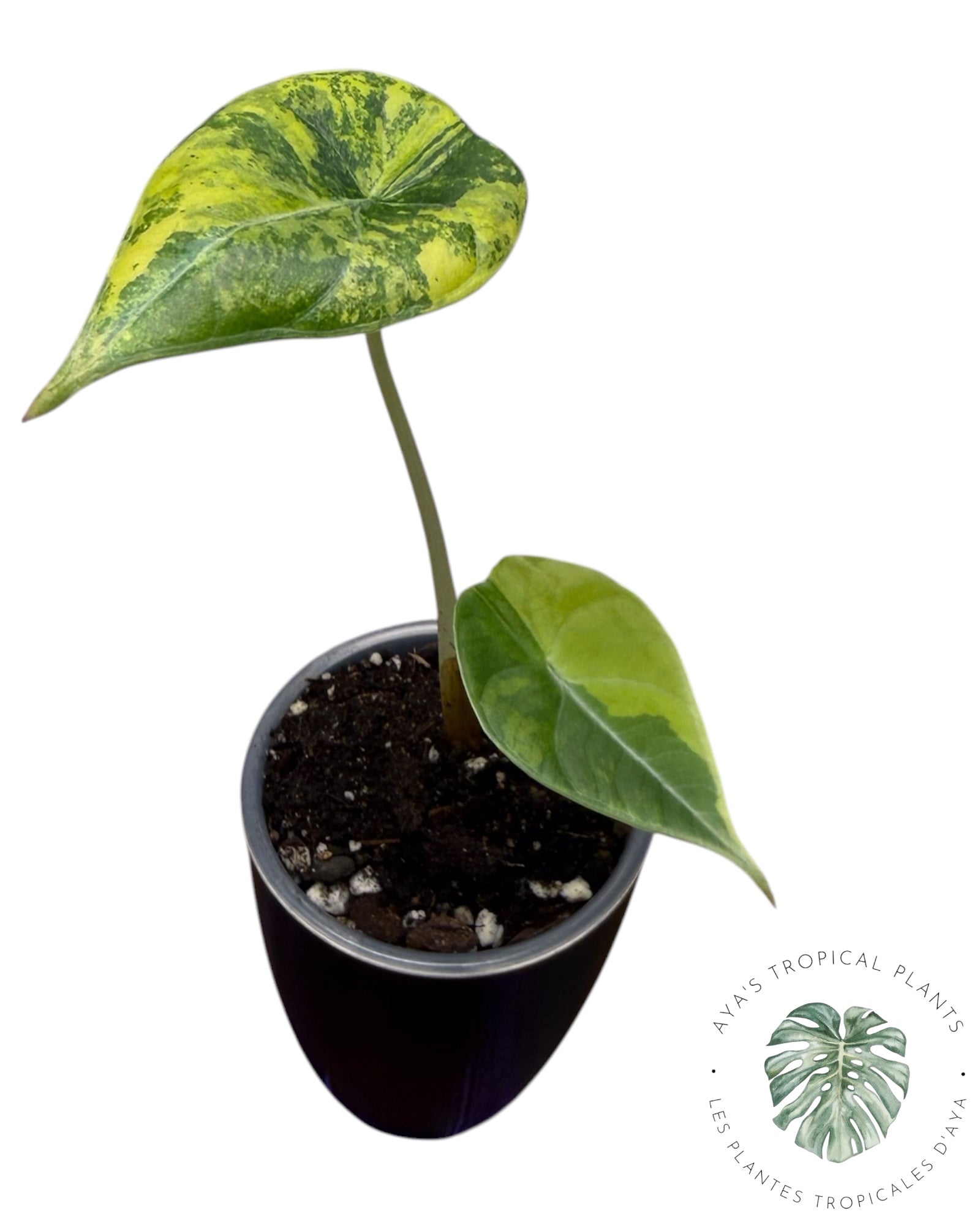 Alocasia Maharani Golden Lime