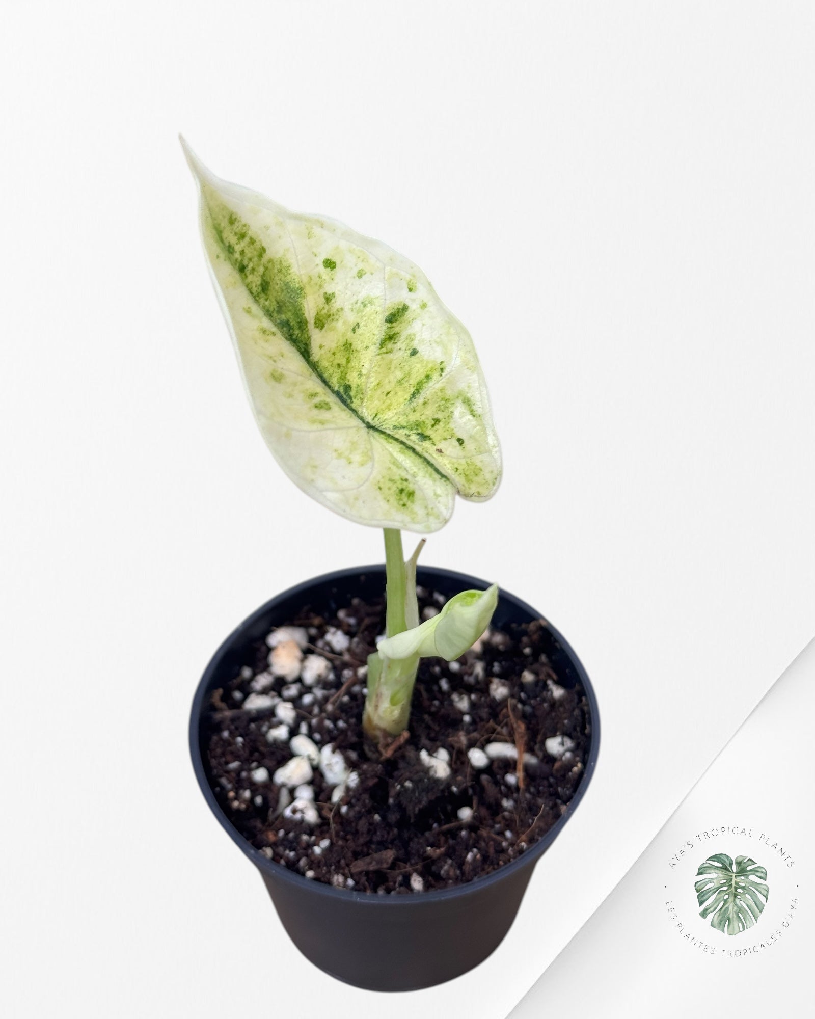Alocasia Dragon Scale Mint-52