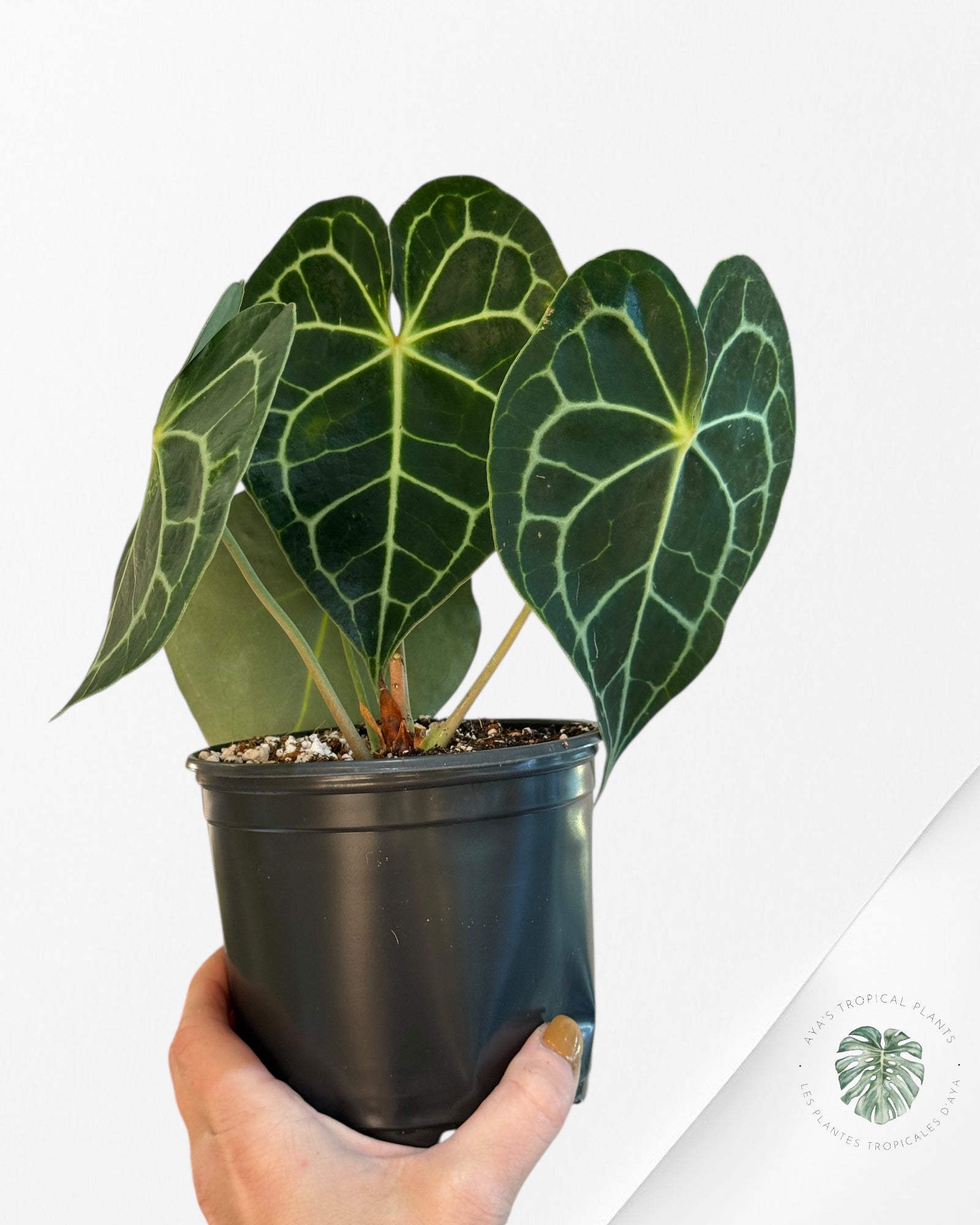Anthurium Clarinervium ROI - 25