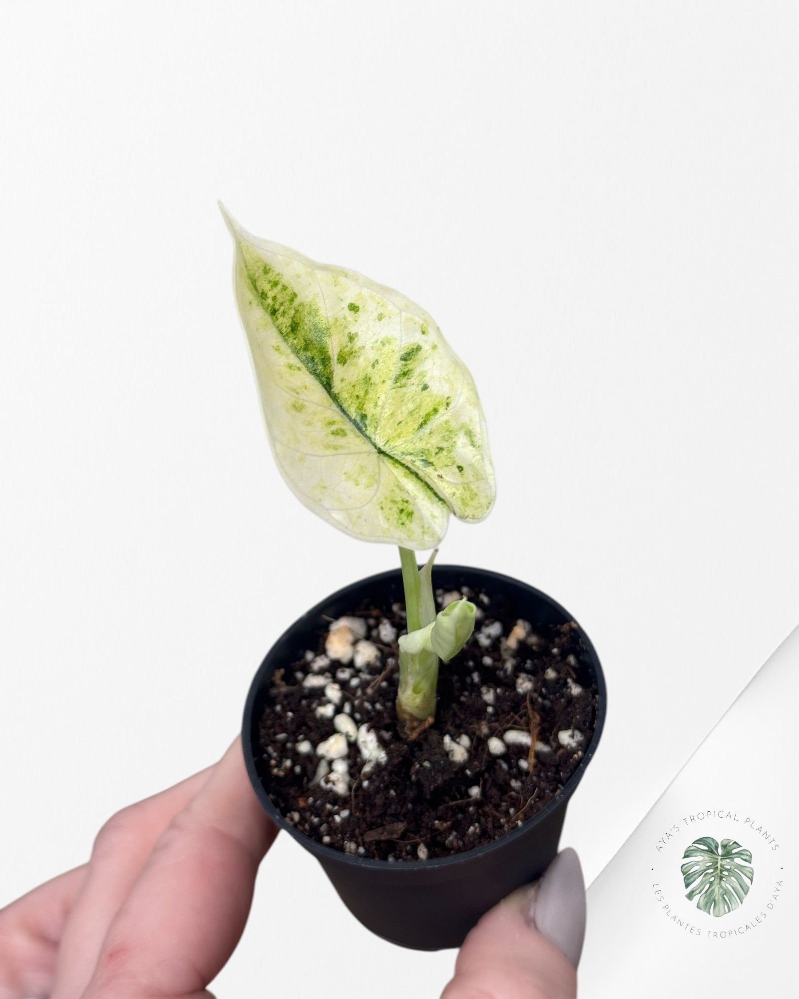 Alocasia Dragon Scale Mint-52