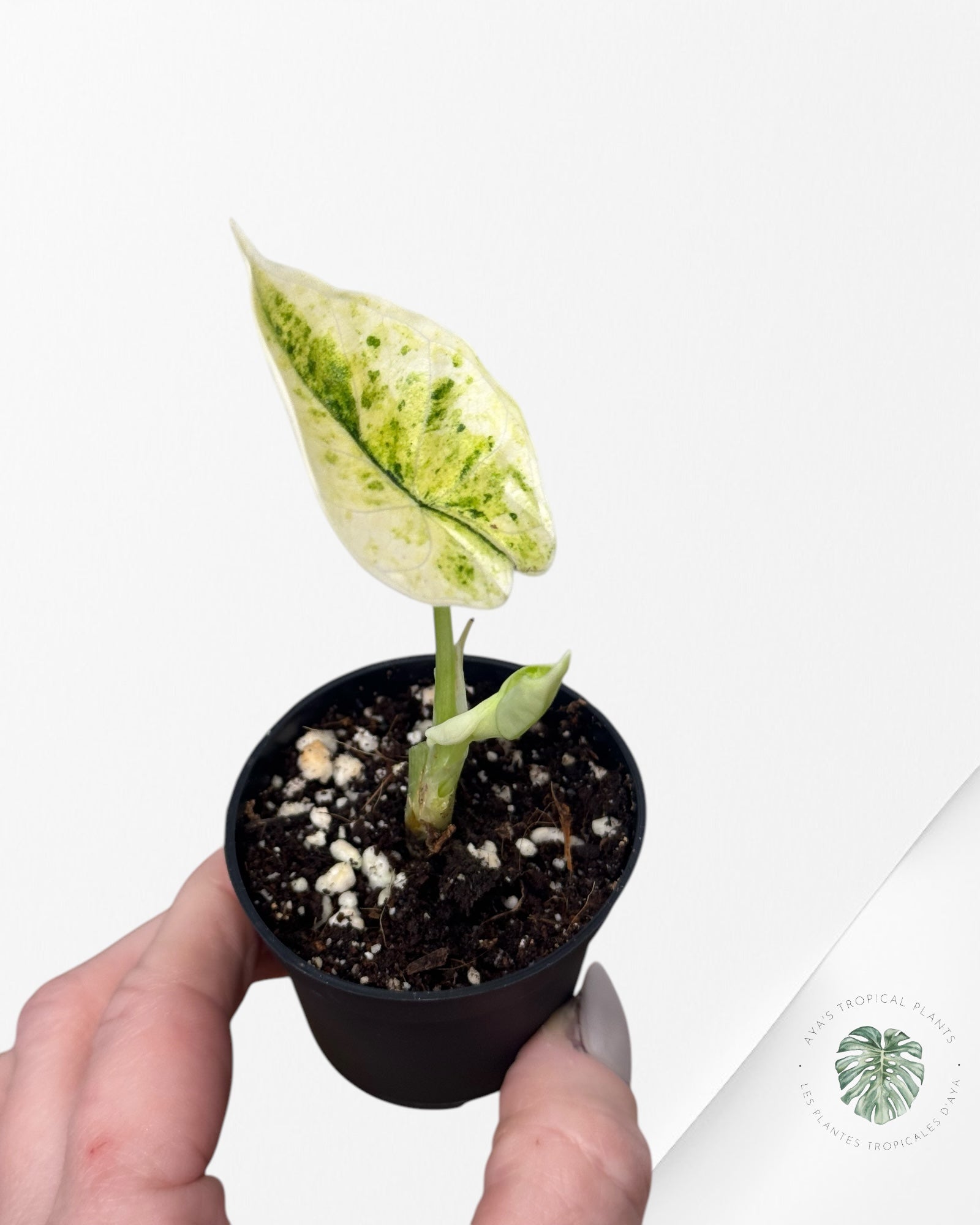 Alocasia Dragon Scale Mint-52