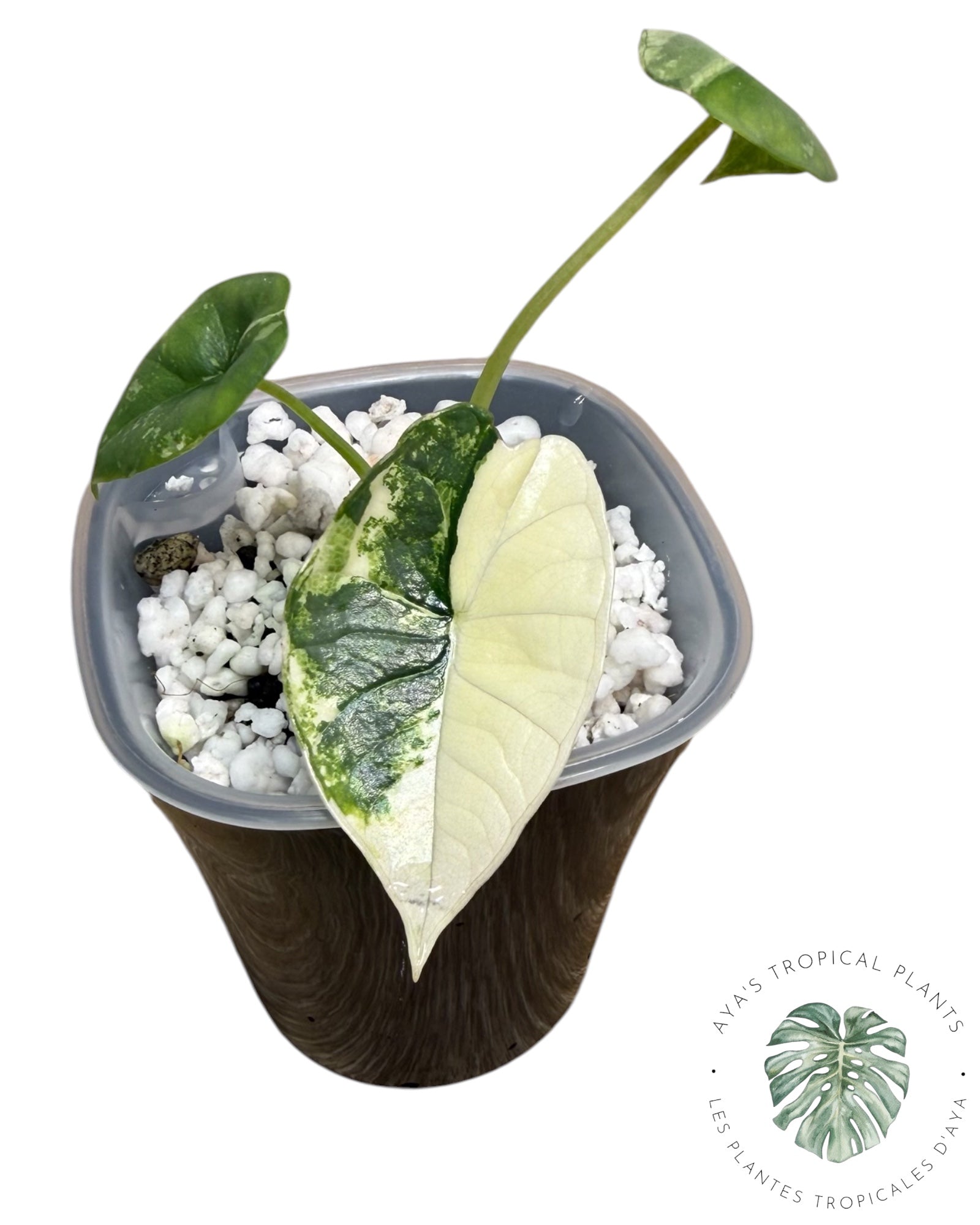 Alocasia Bisma Platinum Albo Variegated
